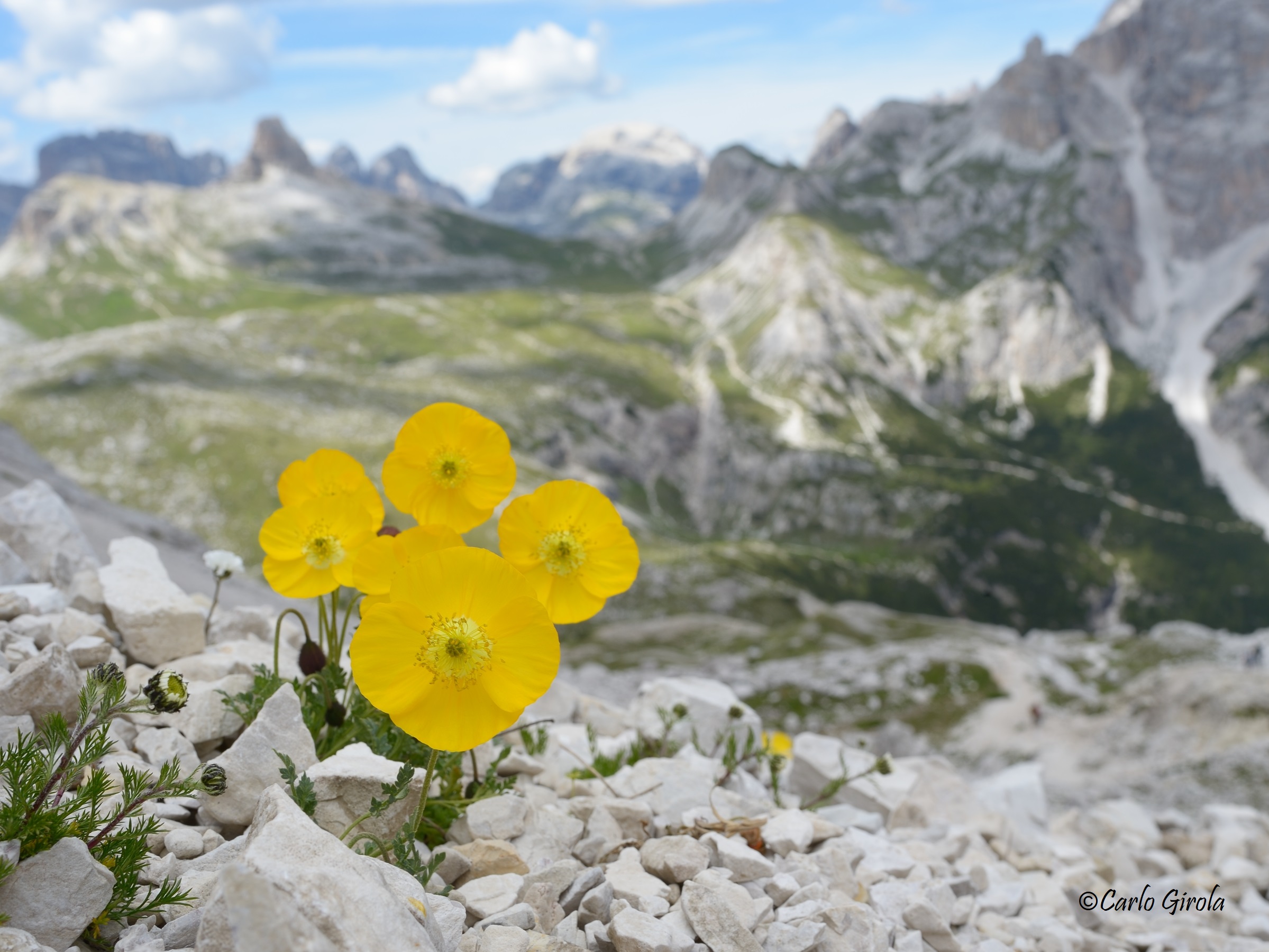Alpine poppy (Papaver alpinum)...