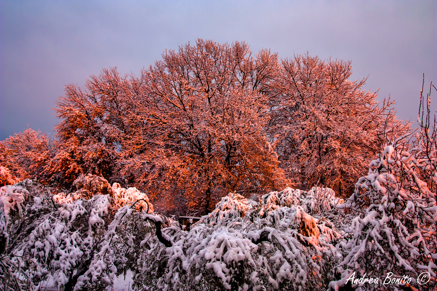 Oak and snow at sunset...