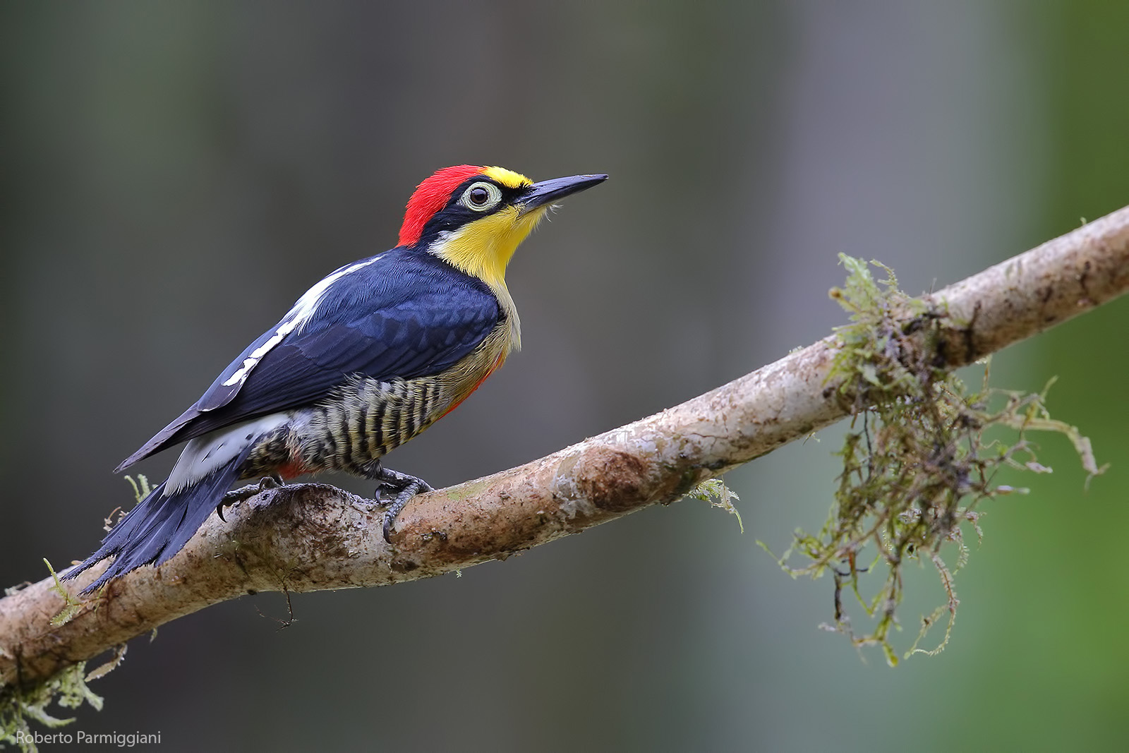 Yellow-fronted woodpecker...