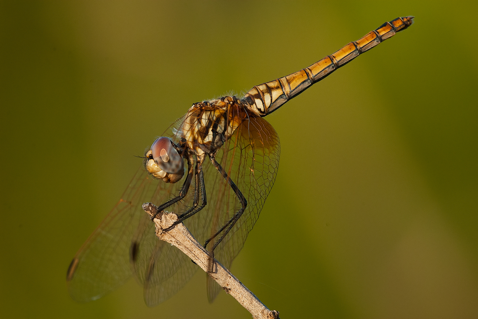 Dragonfly -Trithemis Annuld Female...