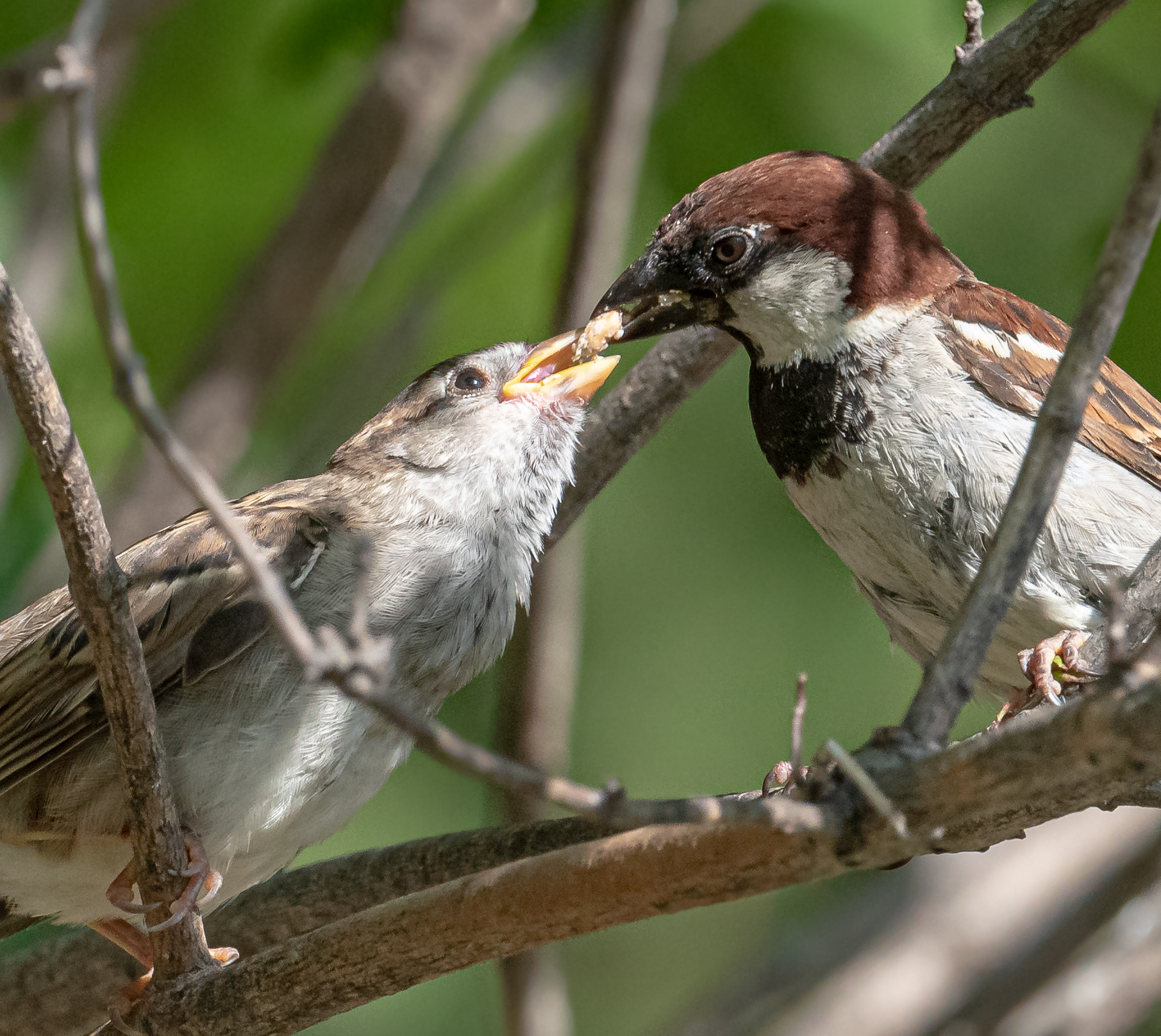 Family breakfast of sparrows...