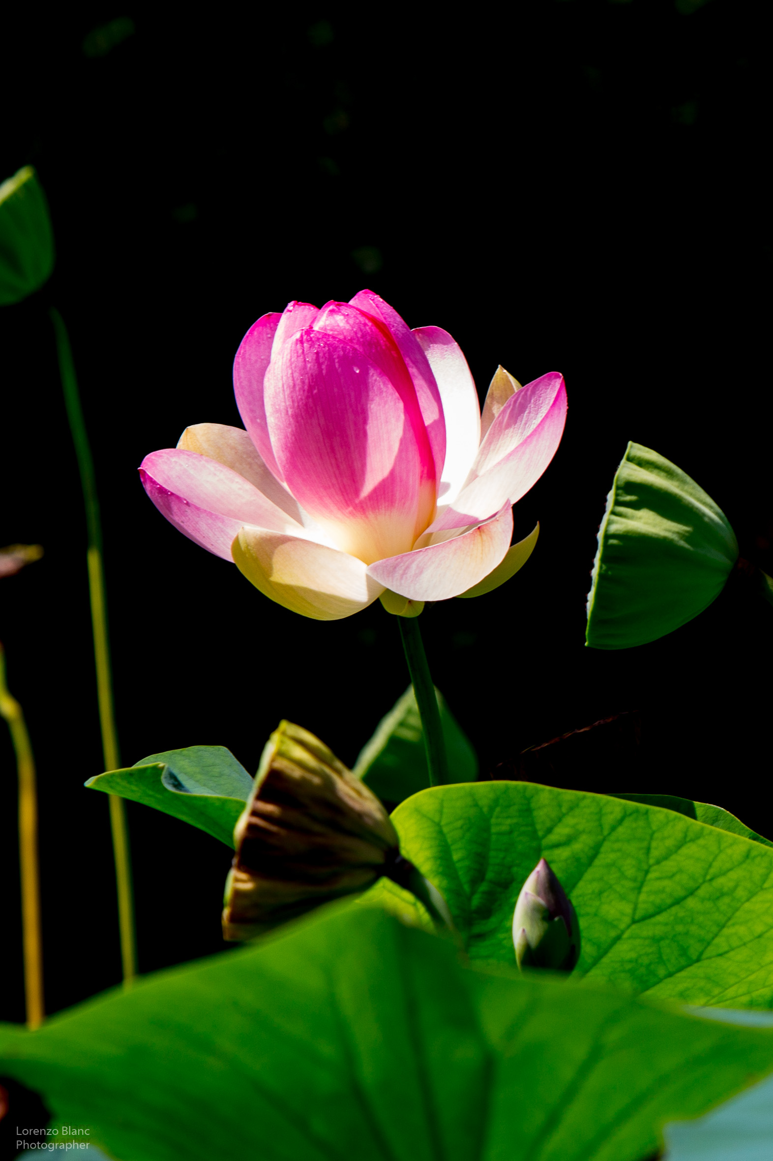 Lotus Flower...