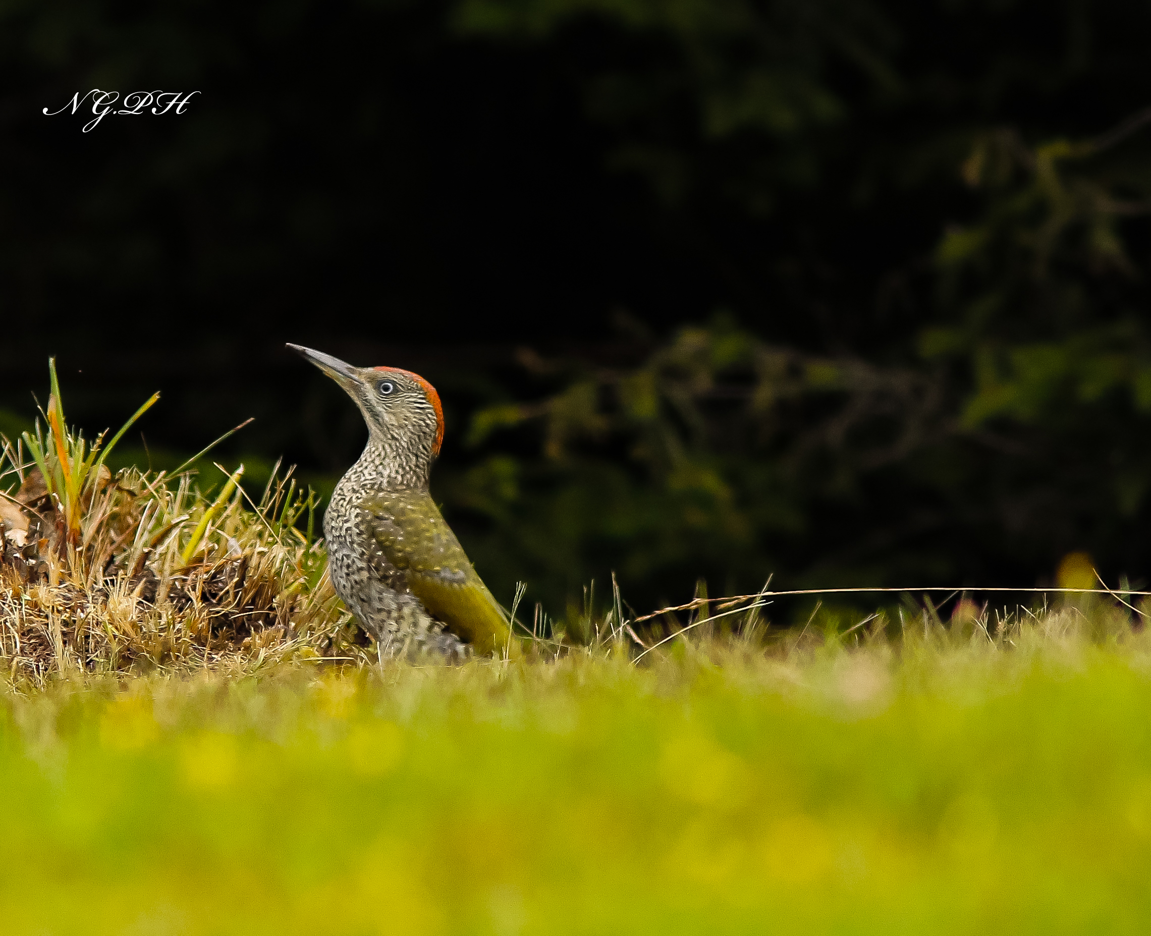 Stealth green woodpecker ...