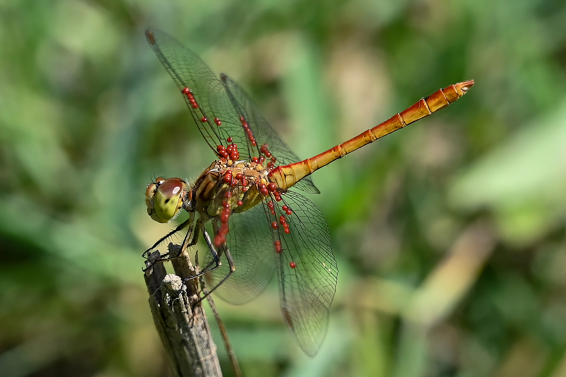 Dragonfly with parasites...