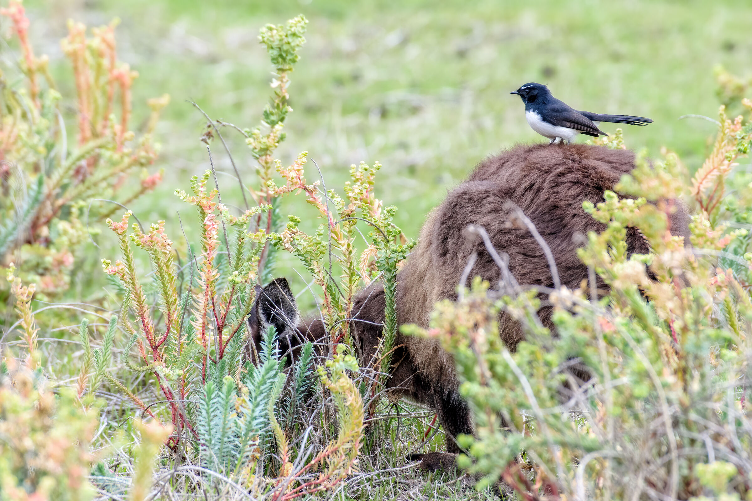 Willy wagtail & Swamp wallaby...