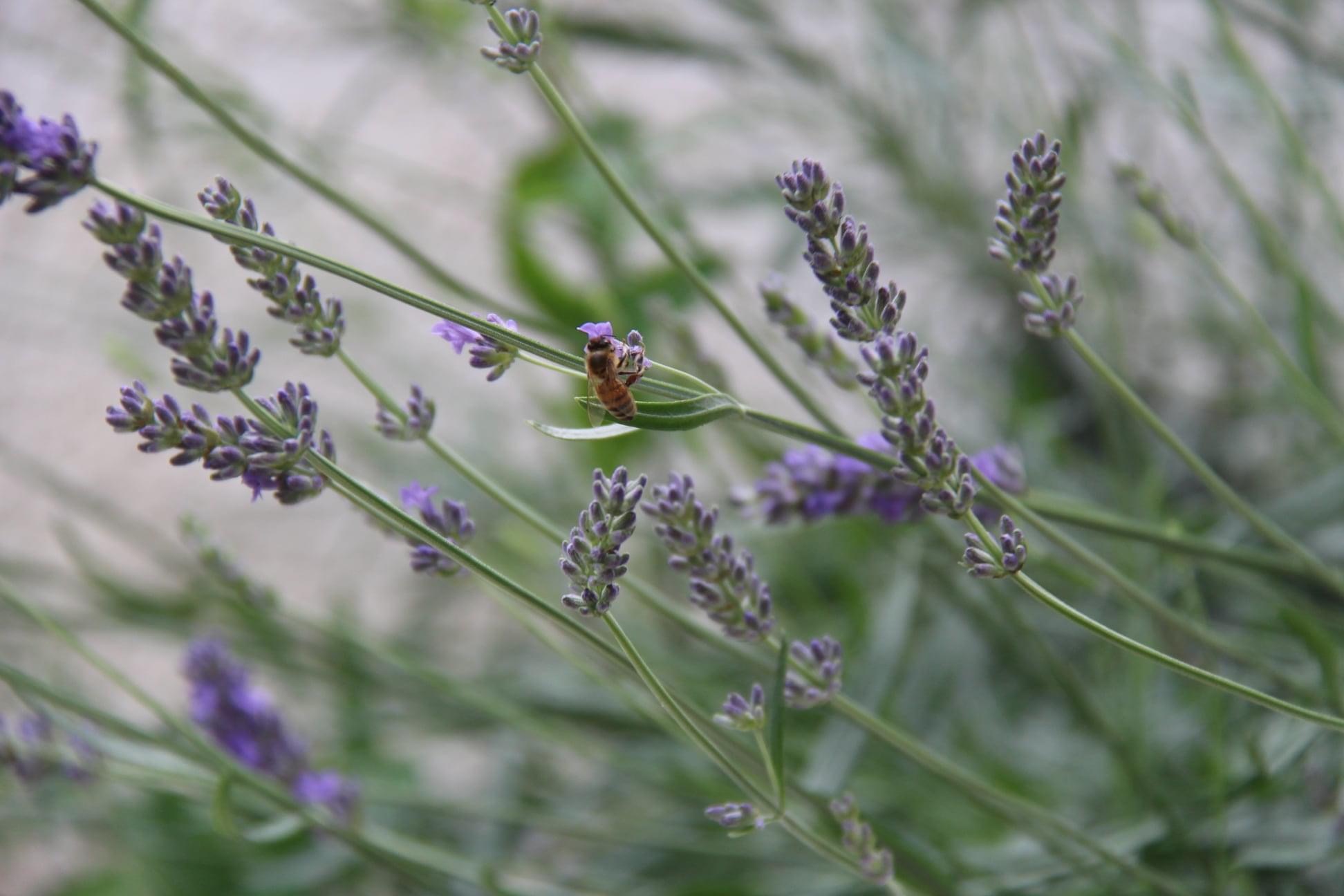 Bee and lavender ...