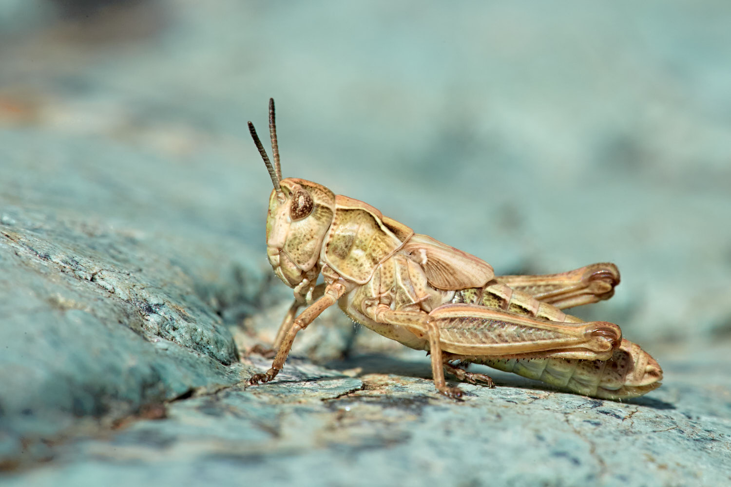 Micro grasshopper...