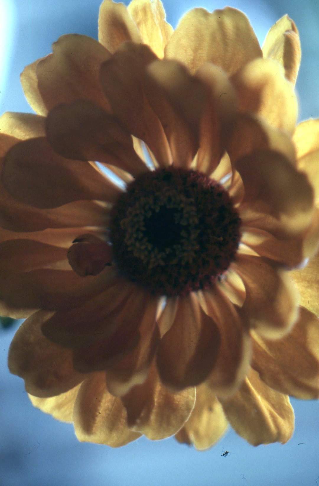 Backlit flower...