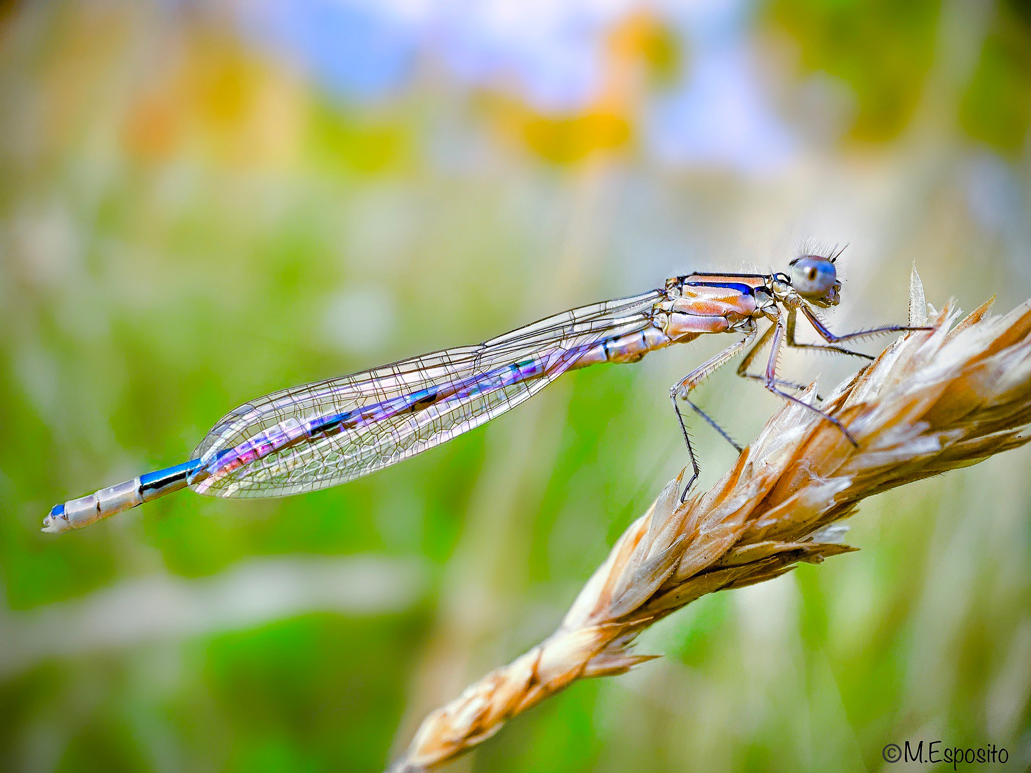 Rainbow dragonfly...