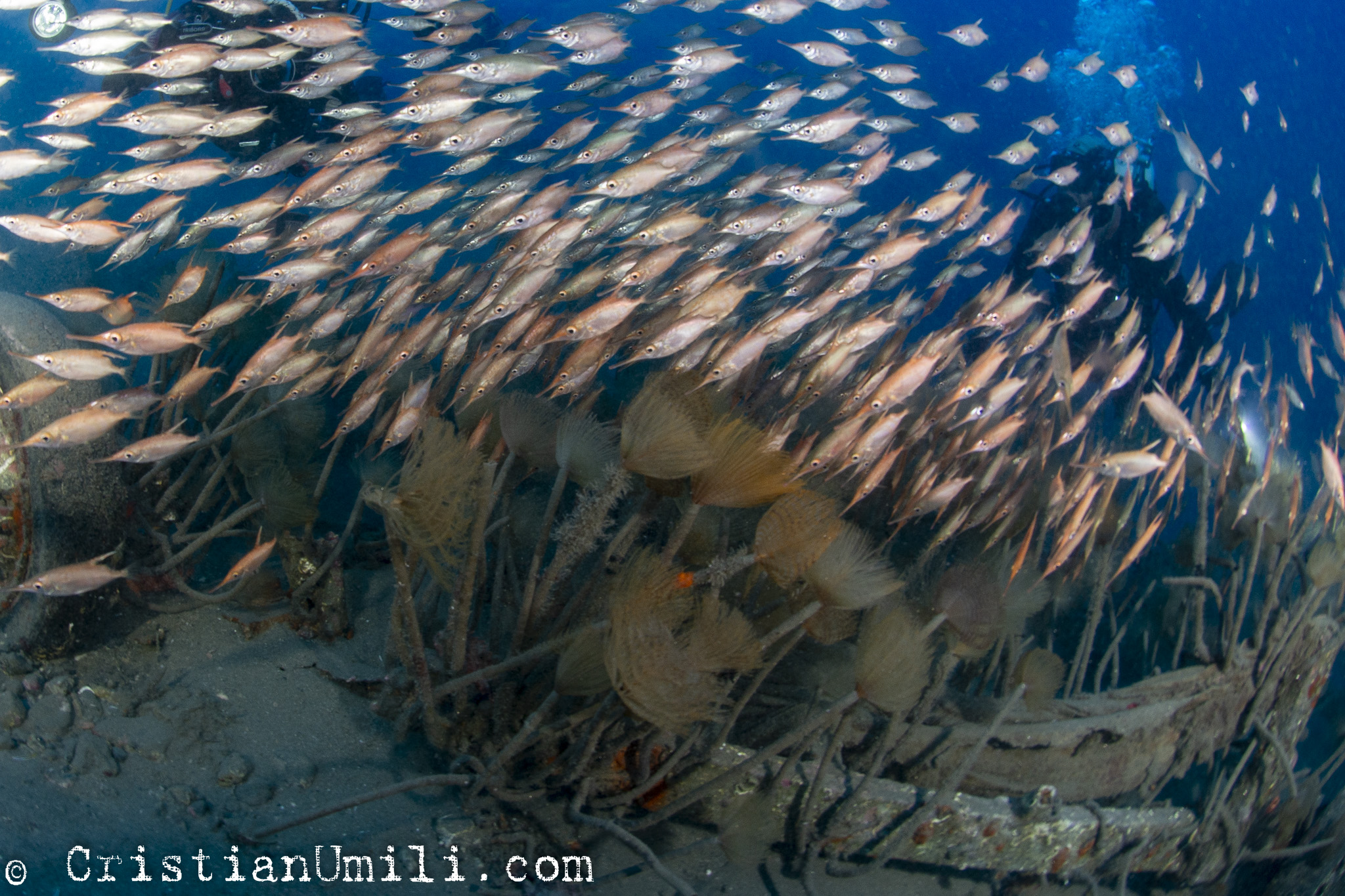 Mediterranean trobet fish...