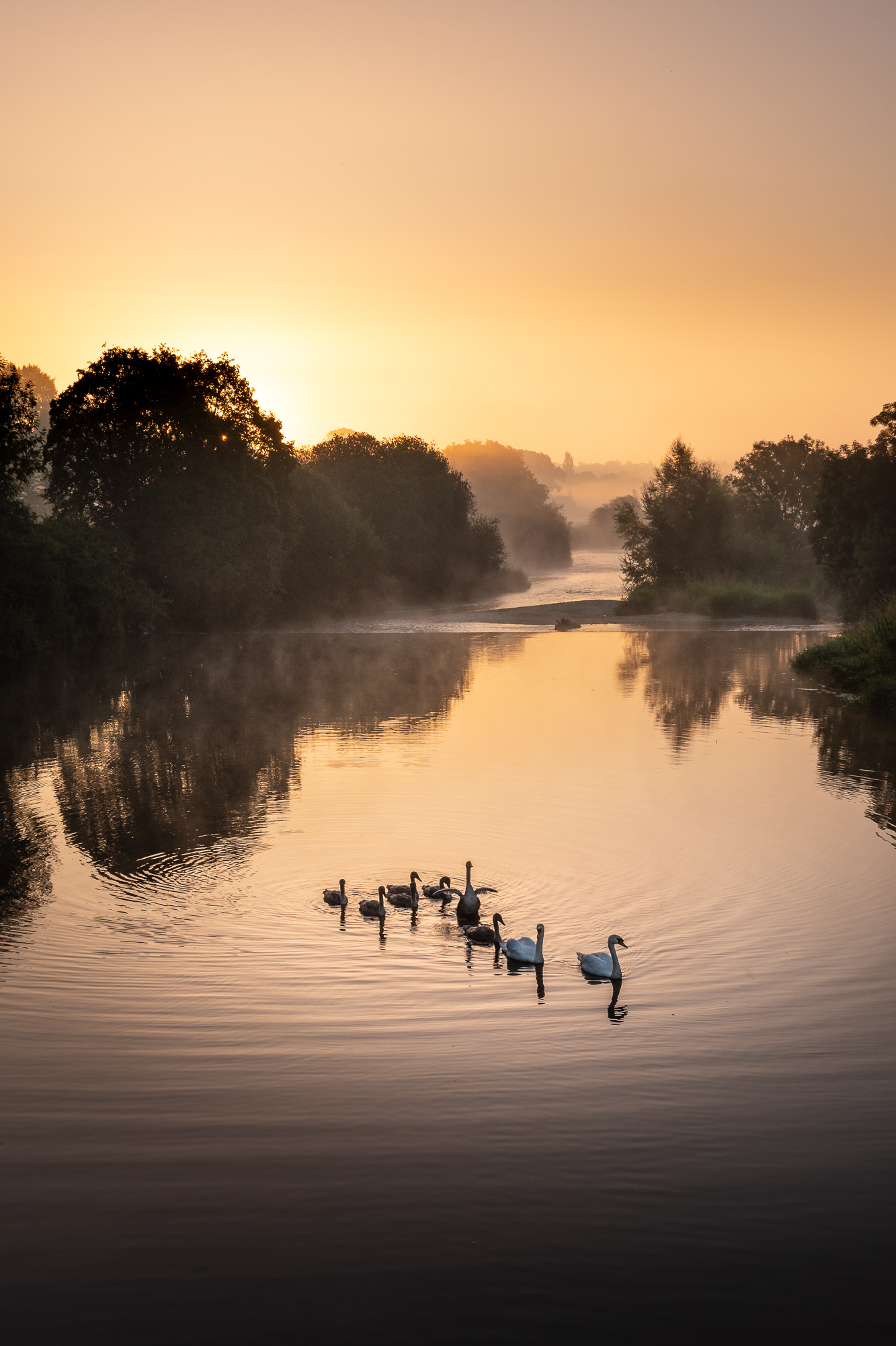 Swan Family At Dawn...