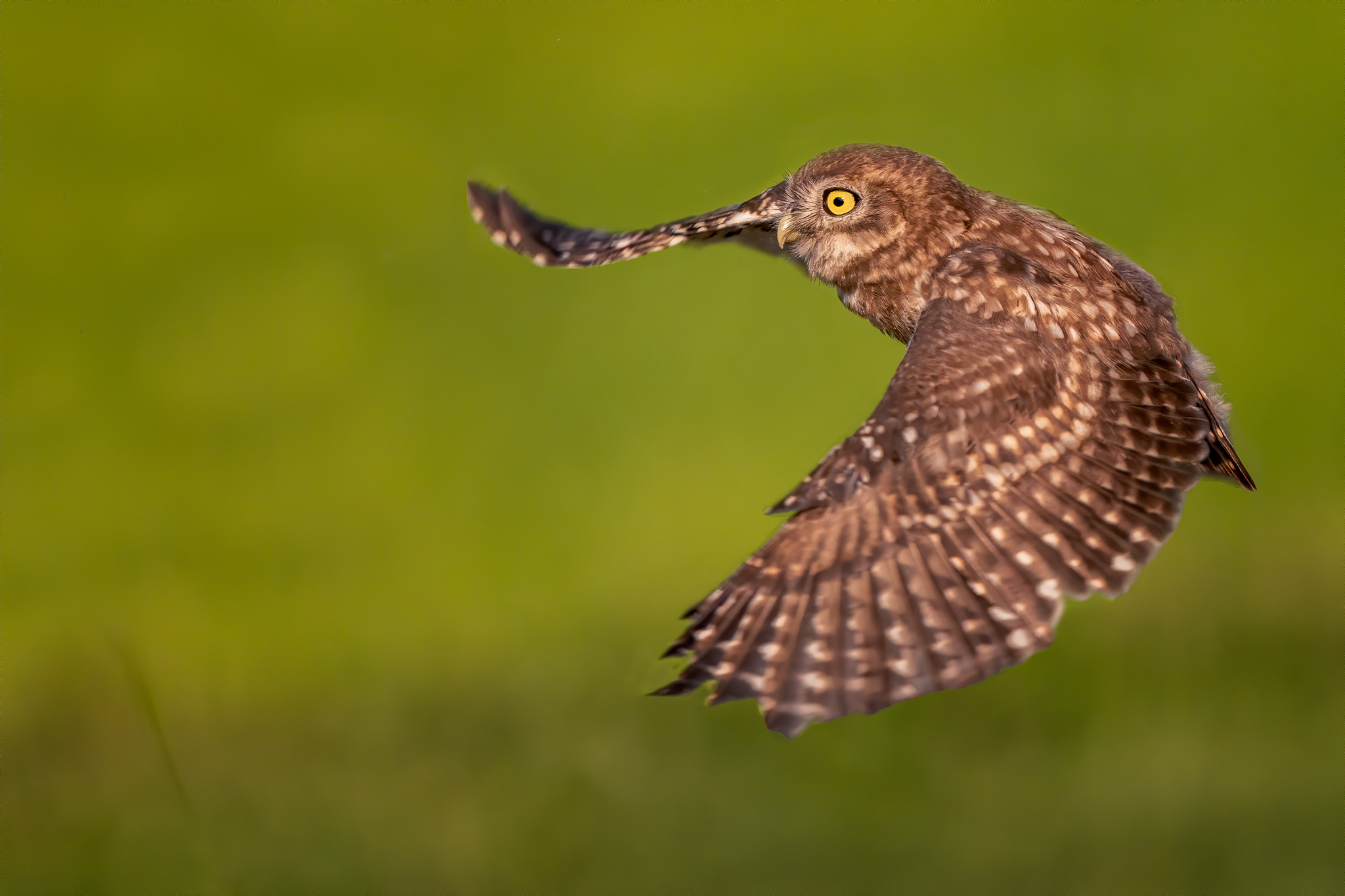 Owl in Flight...