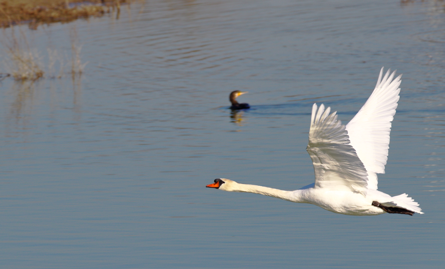 swan on take-off...