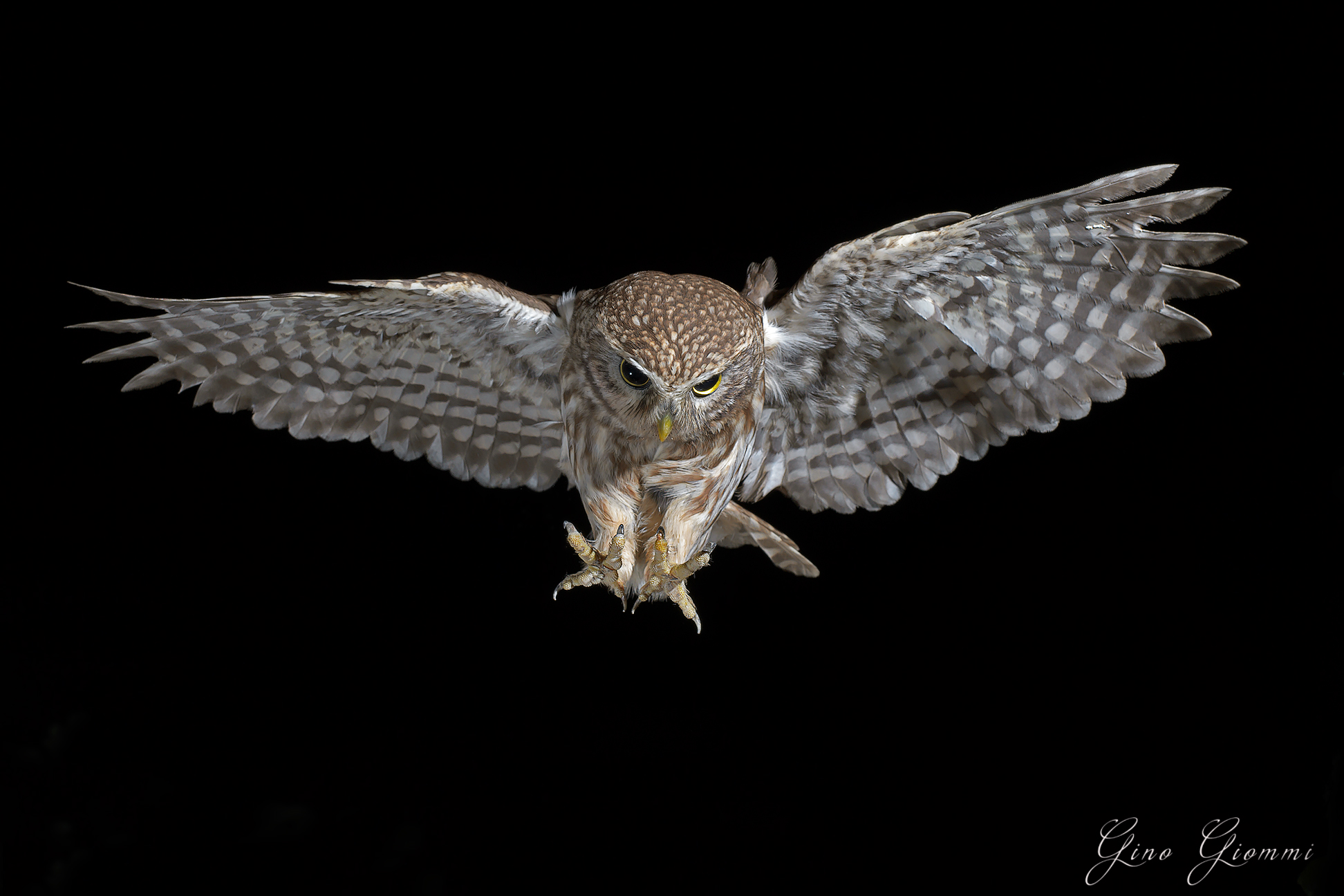 Owl 6...