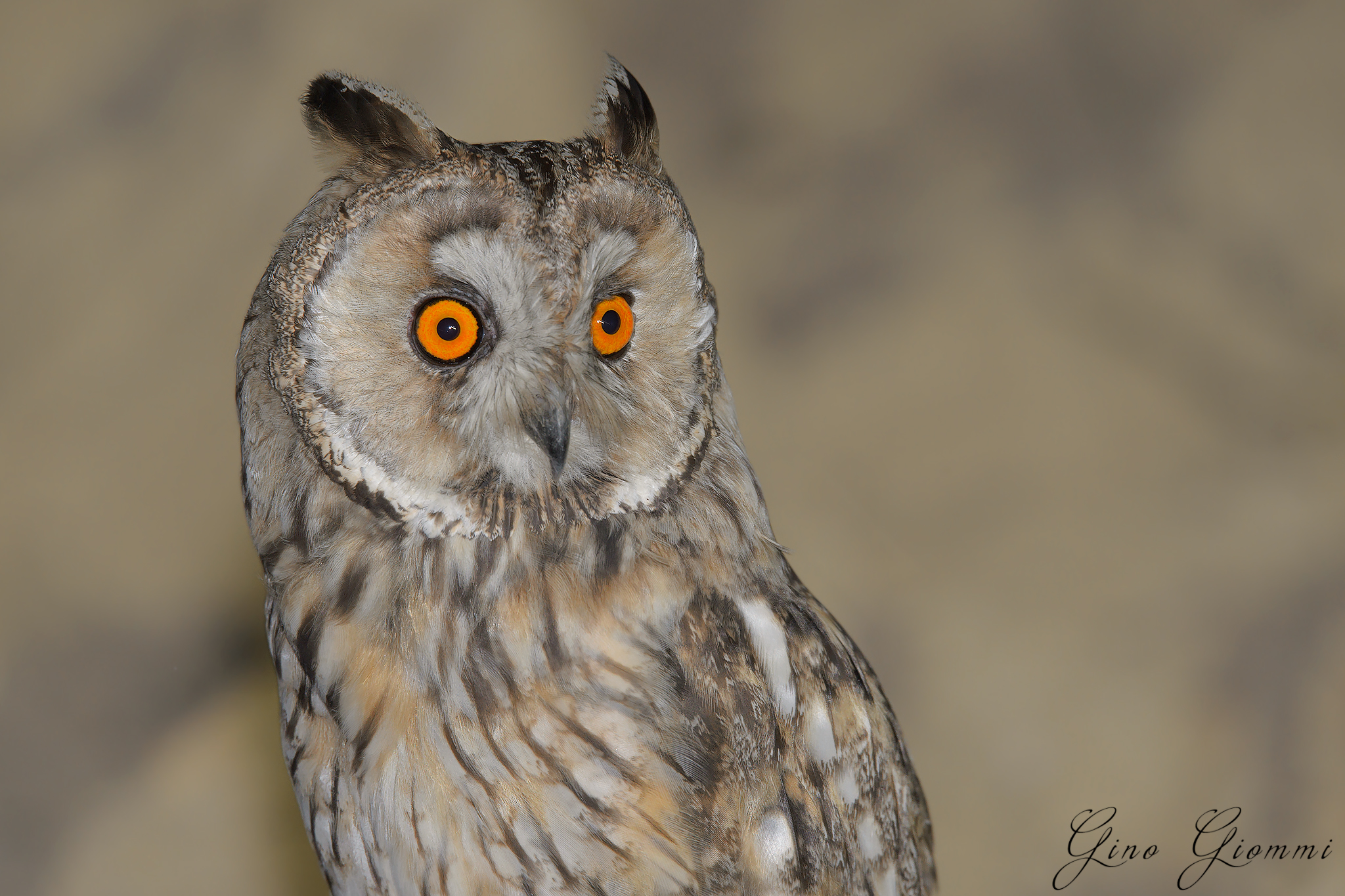 Common owl ...