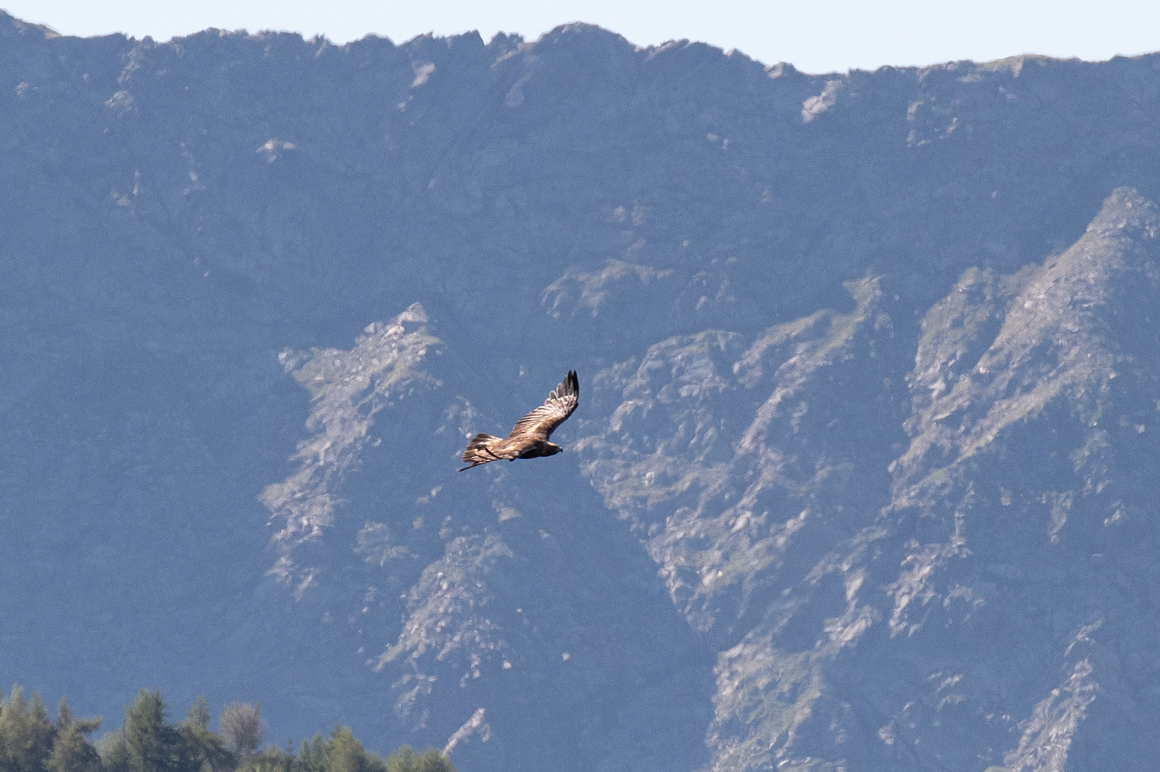 Eagle with 70-200 supercrupped 100%...