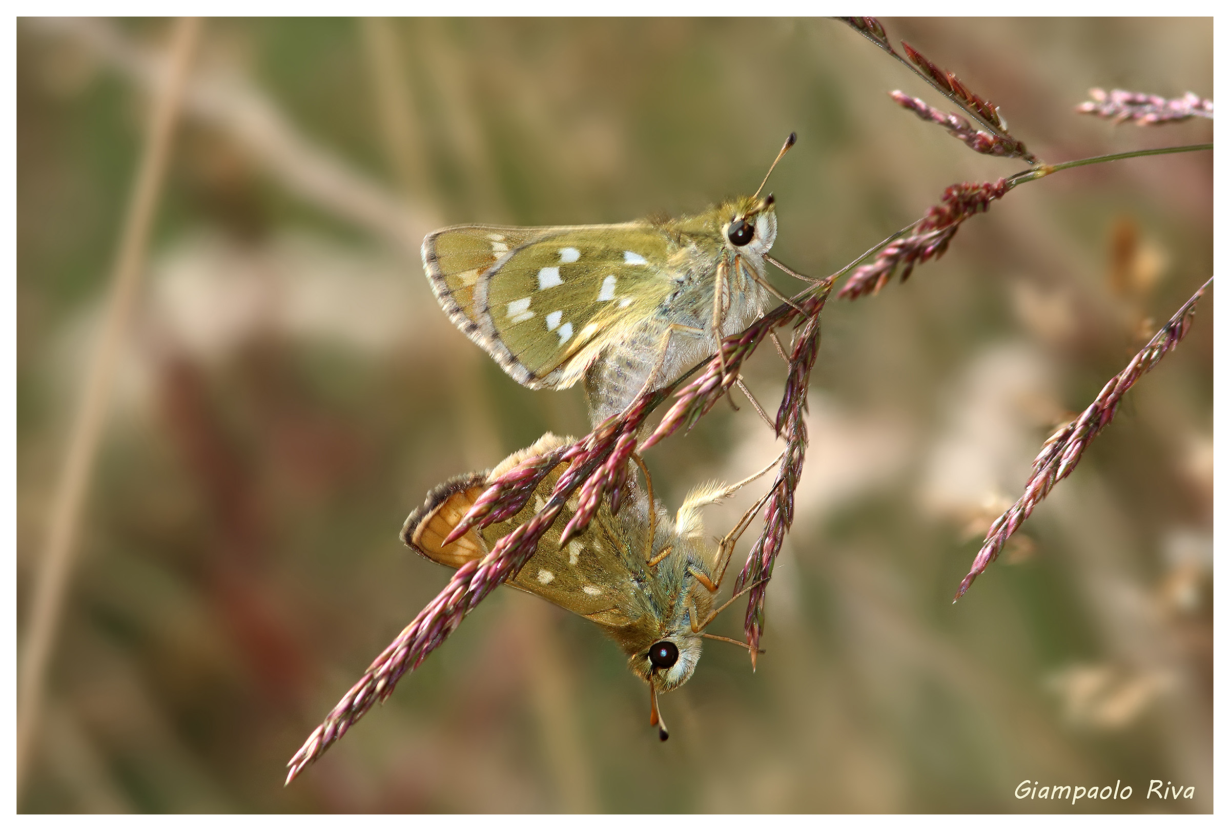 Mating butterflies Hesperia comma...