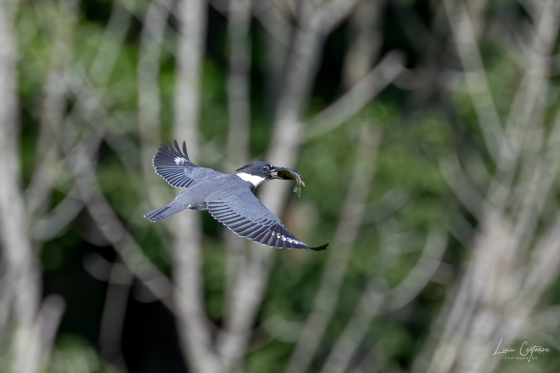 Belted Kingfisher con preda....