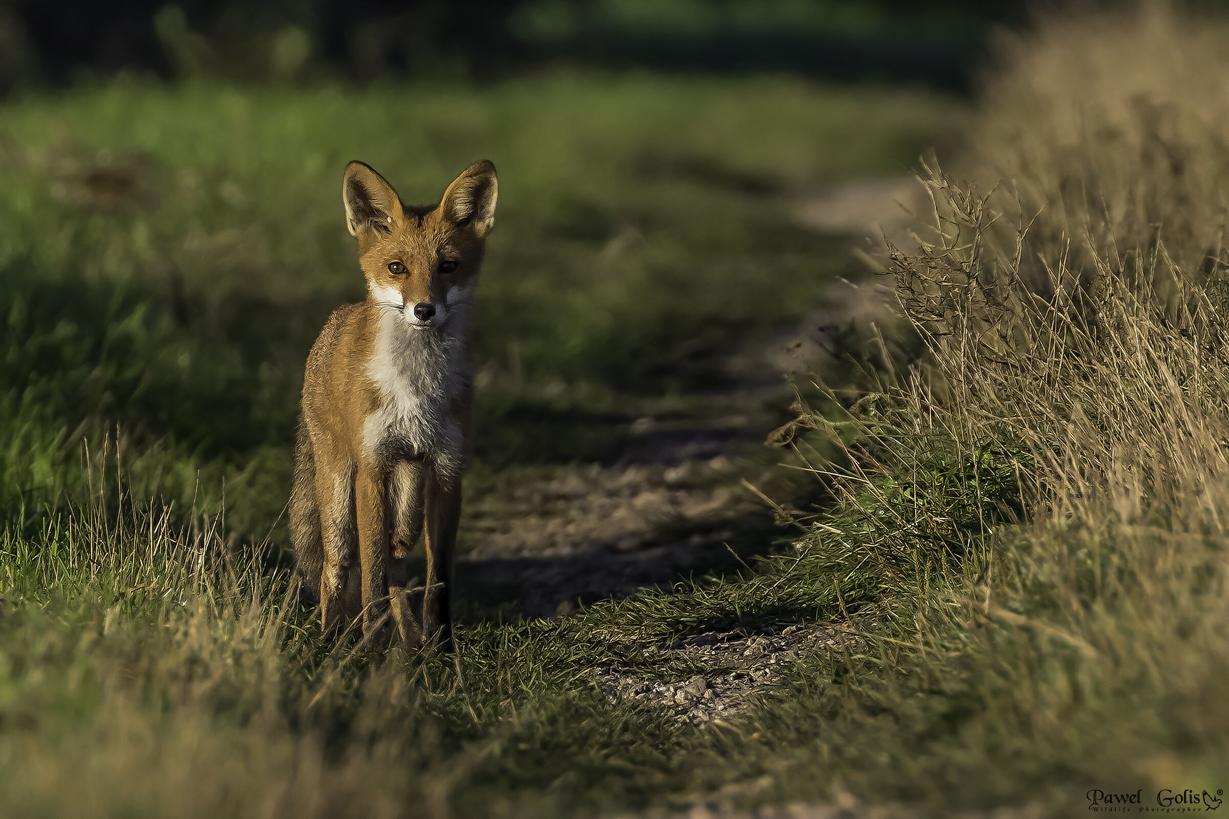 Red fox (Vulpes vulpes) v2...