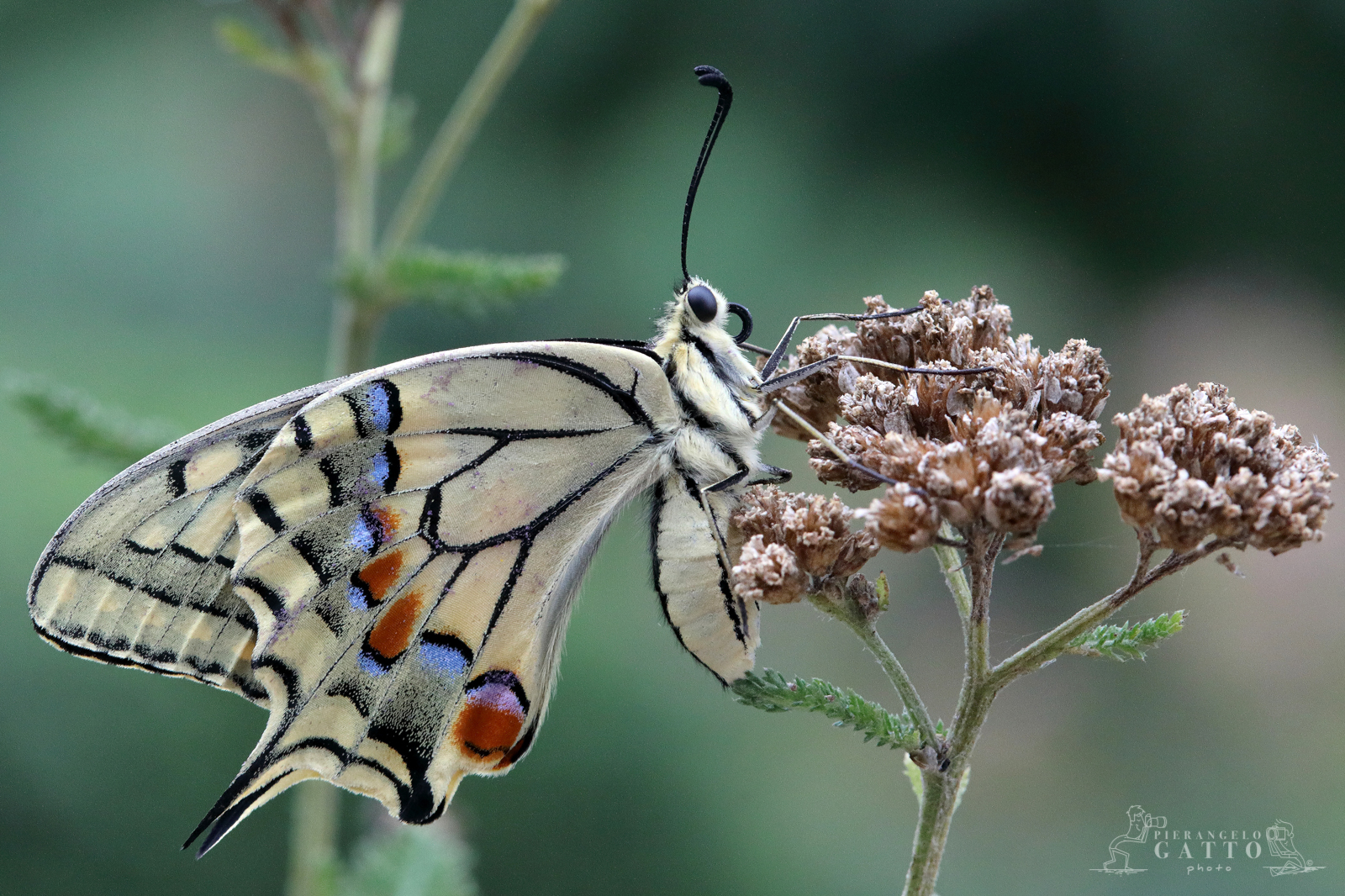 Machaon Papilio...