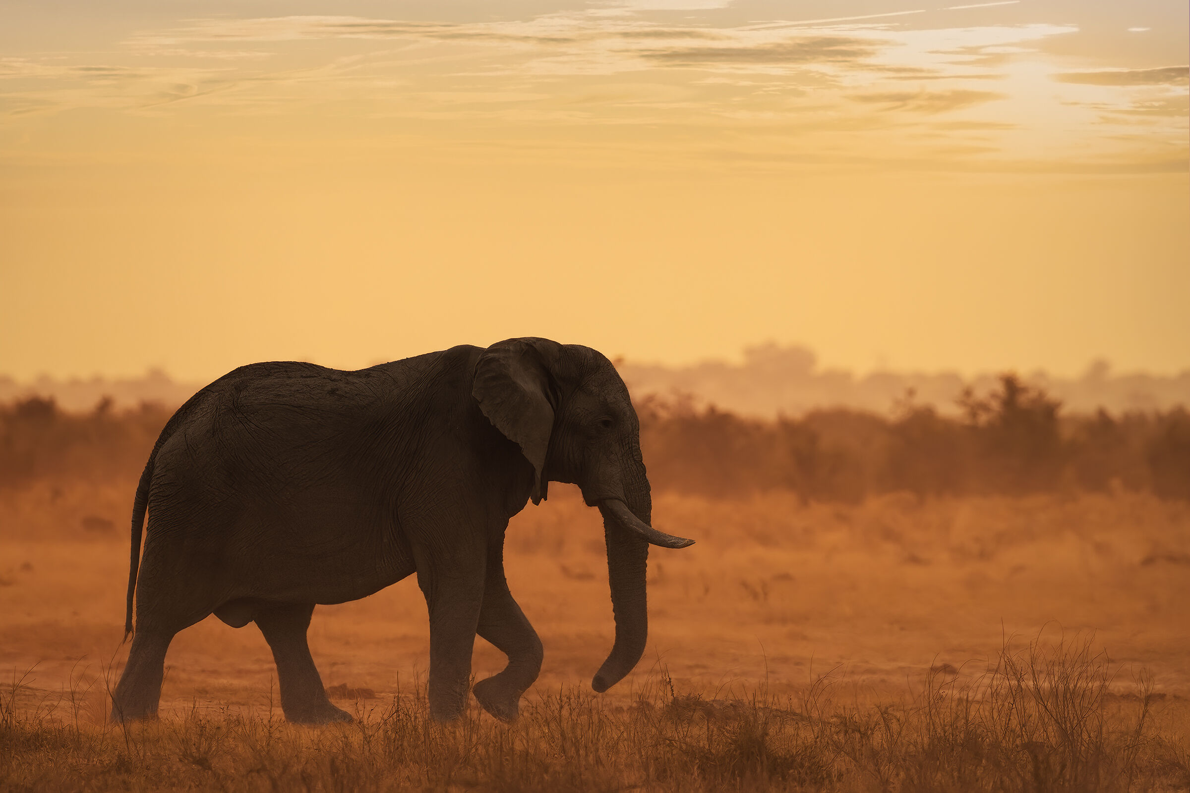 The Elephant's Sunset...