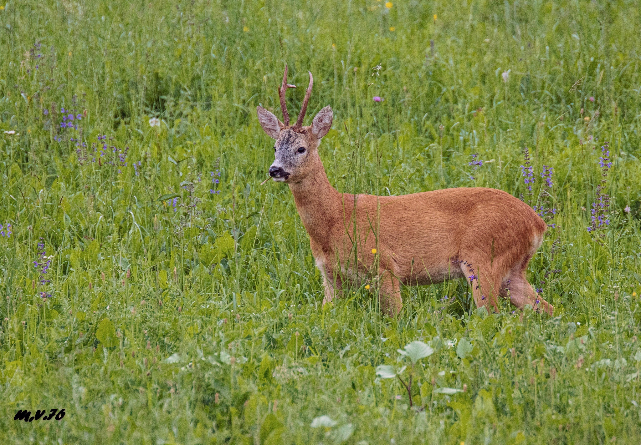 Male roe deer...
