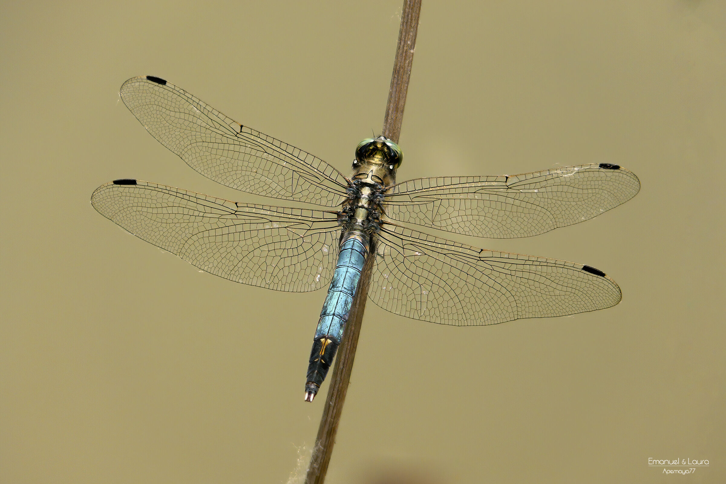 Black-fronted dragonfly "Libellulla fulva Muller"...
