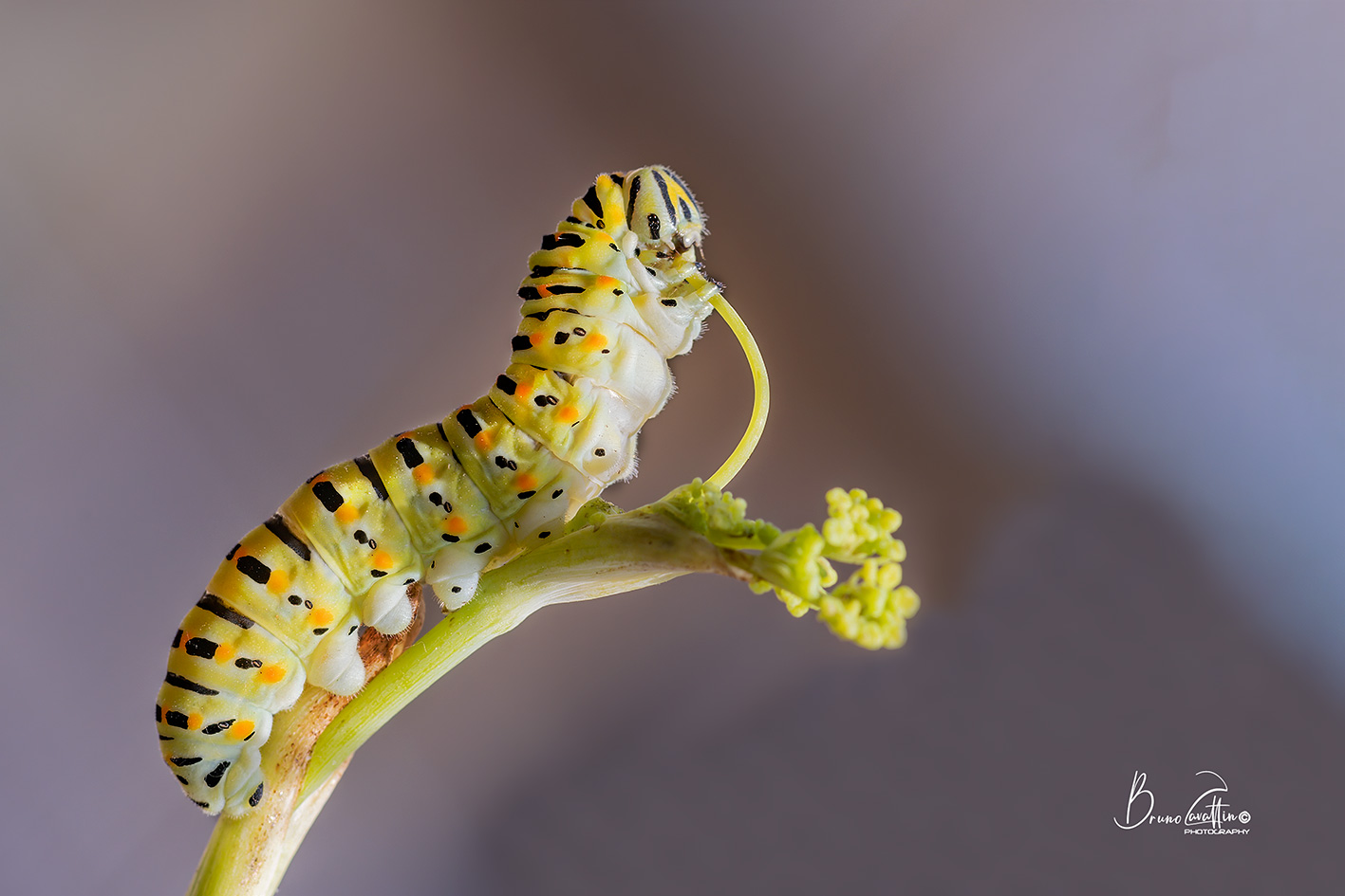 Macaone caterpillar...