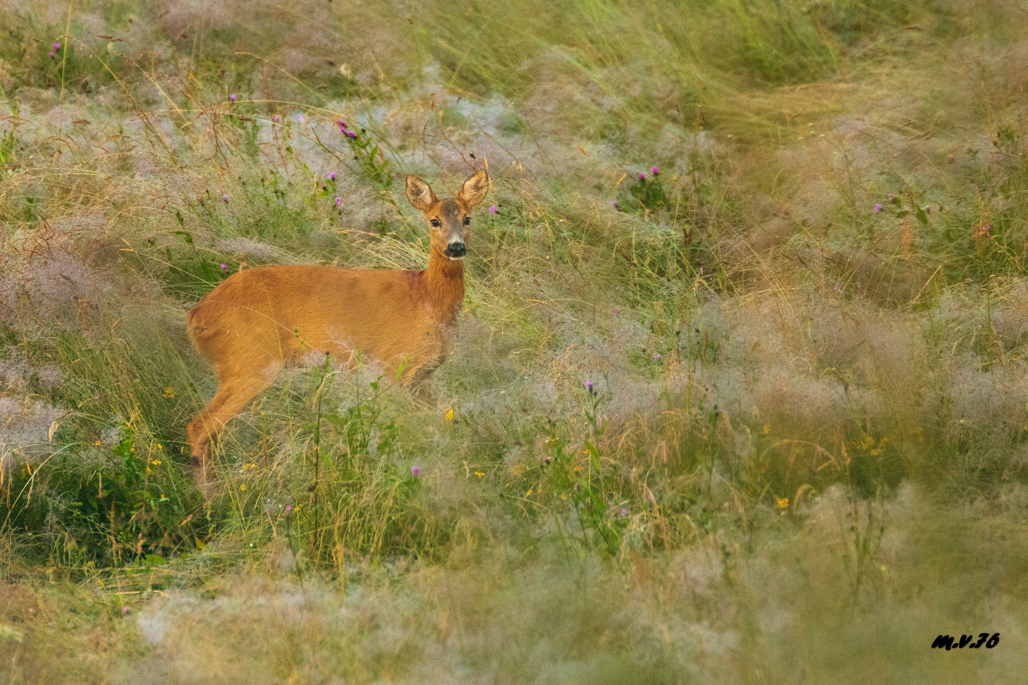 Female Roe deer ...