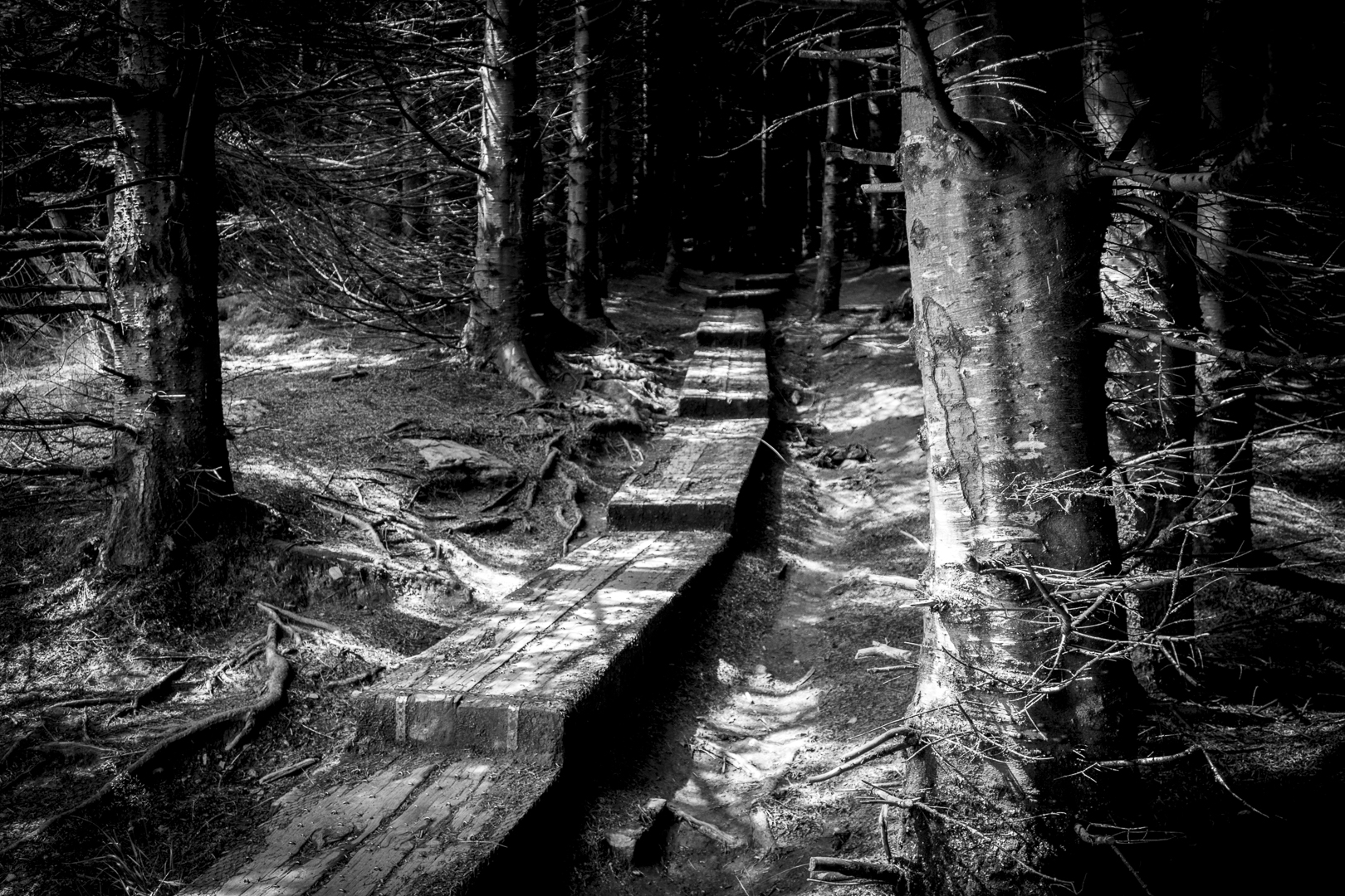 The Trail in the Woods...