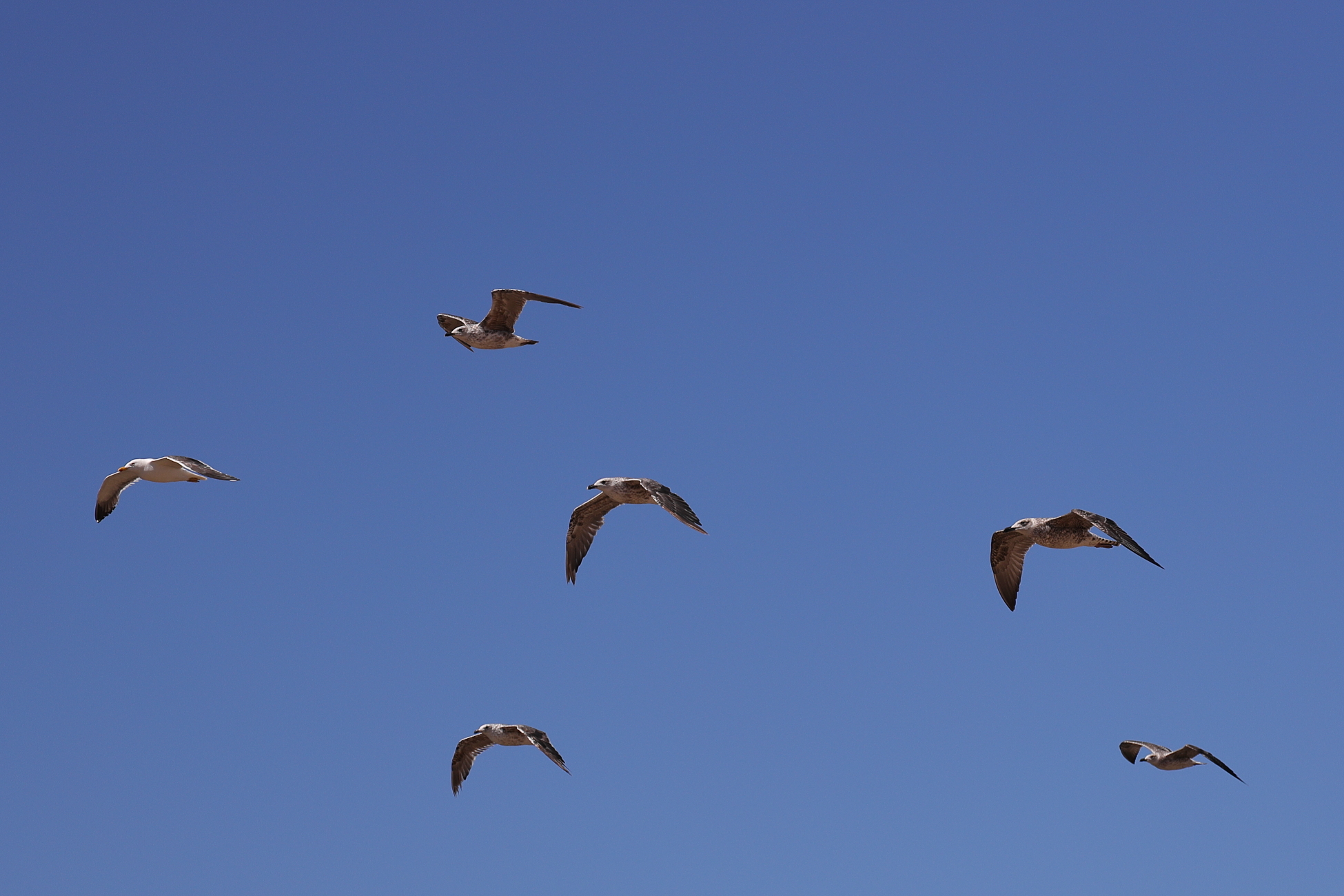Birds in flight with the EOS R...