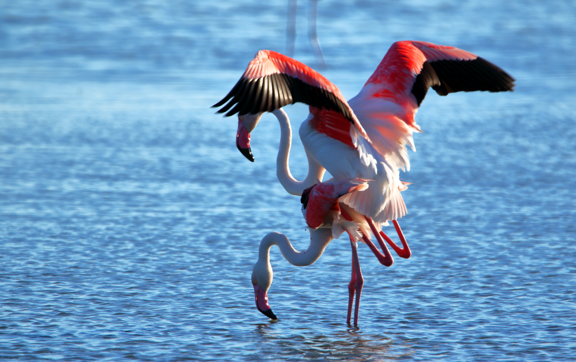 flamingos in mating....