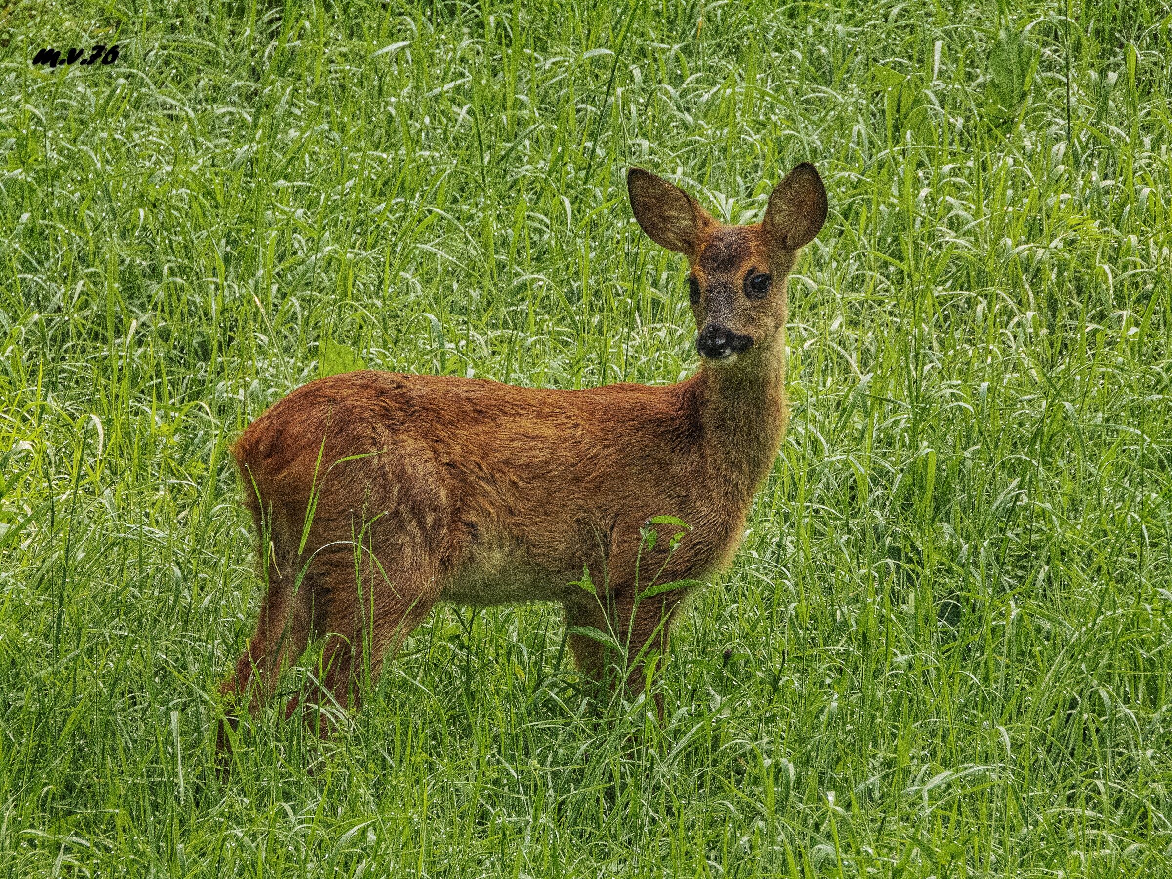 Young roe deer ...