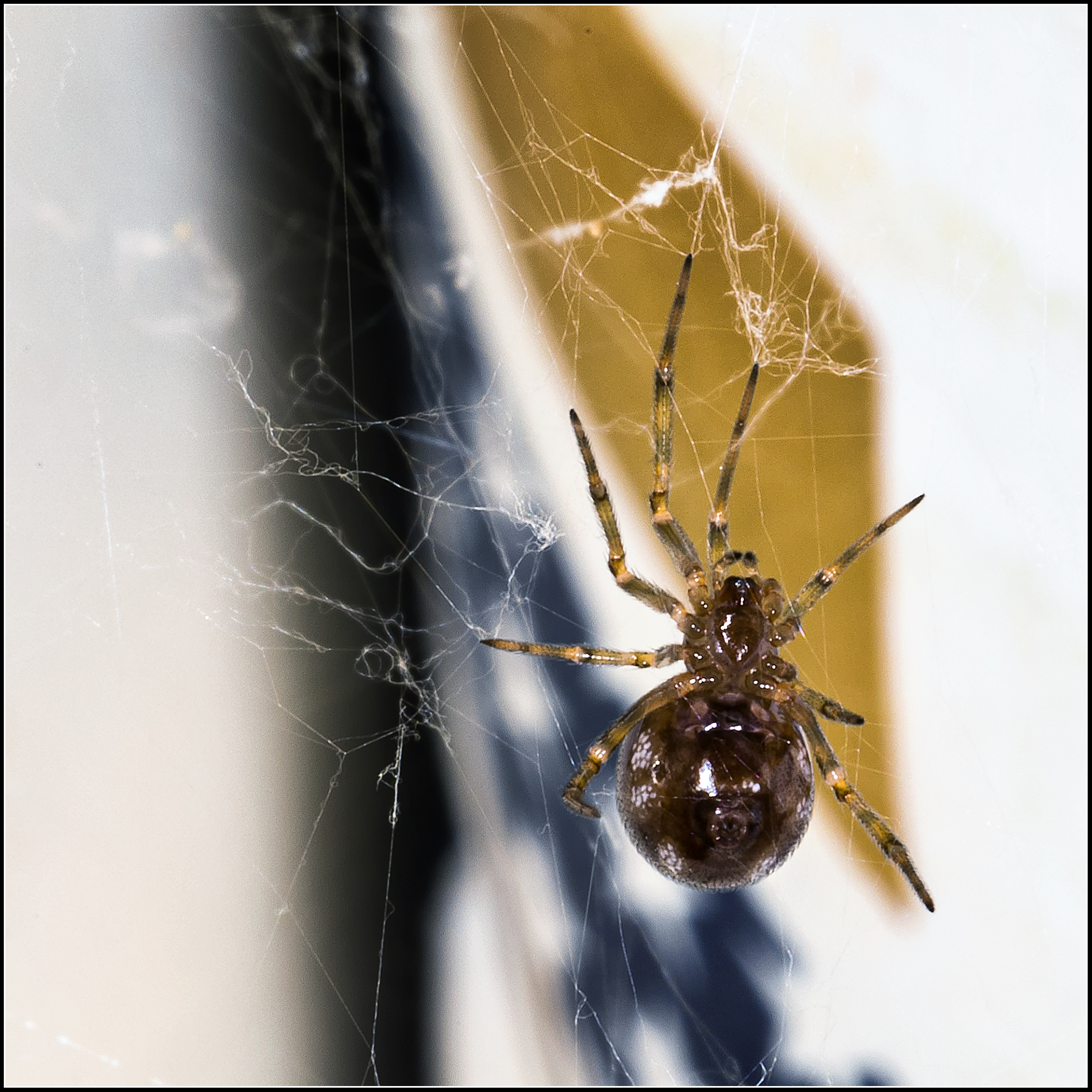 Unusual spider in the kitchen...