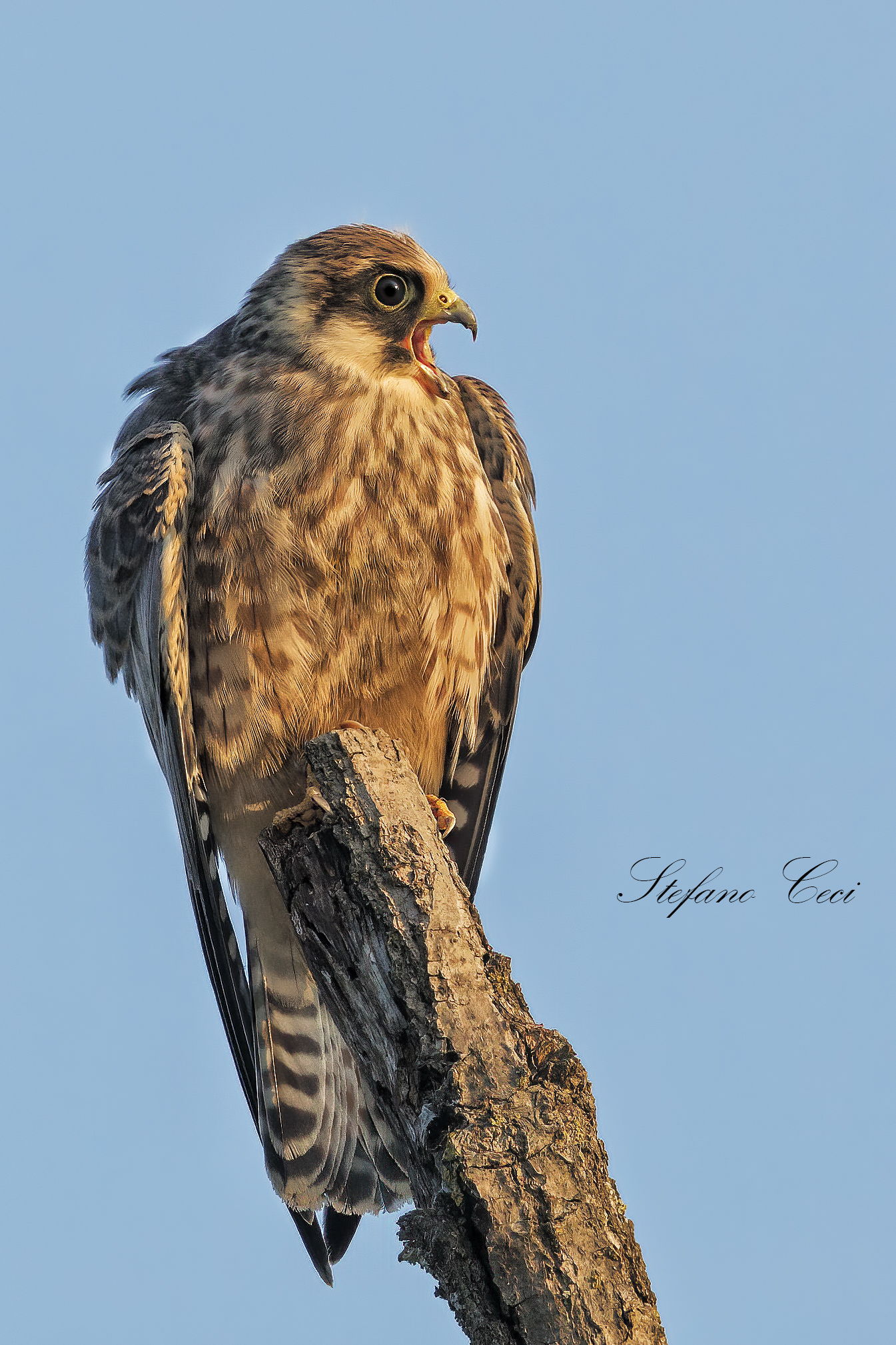 Cuckoo Falcon ...