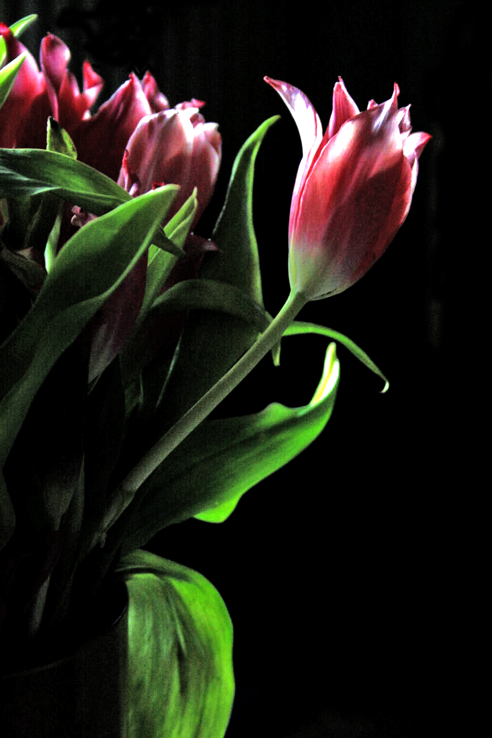 tulips one...
