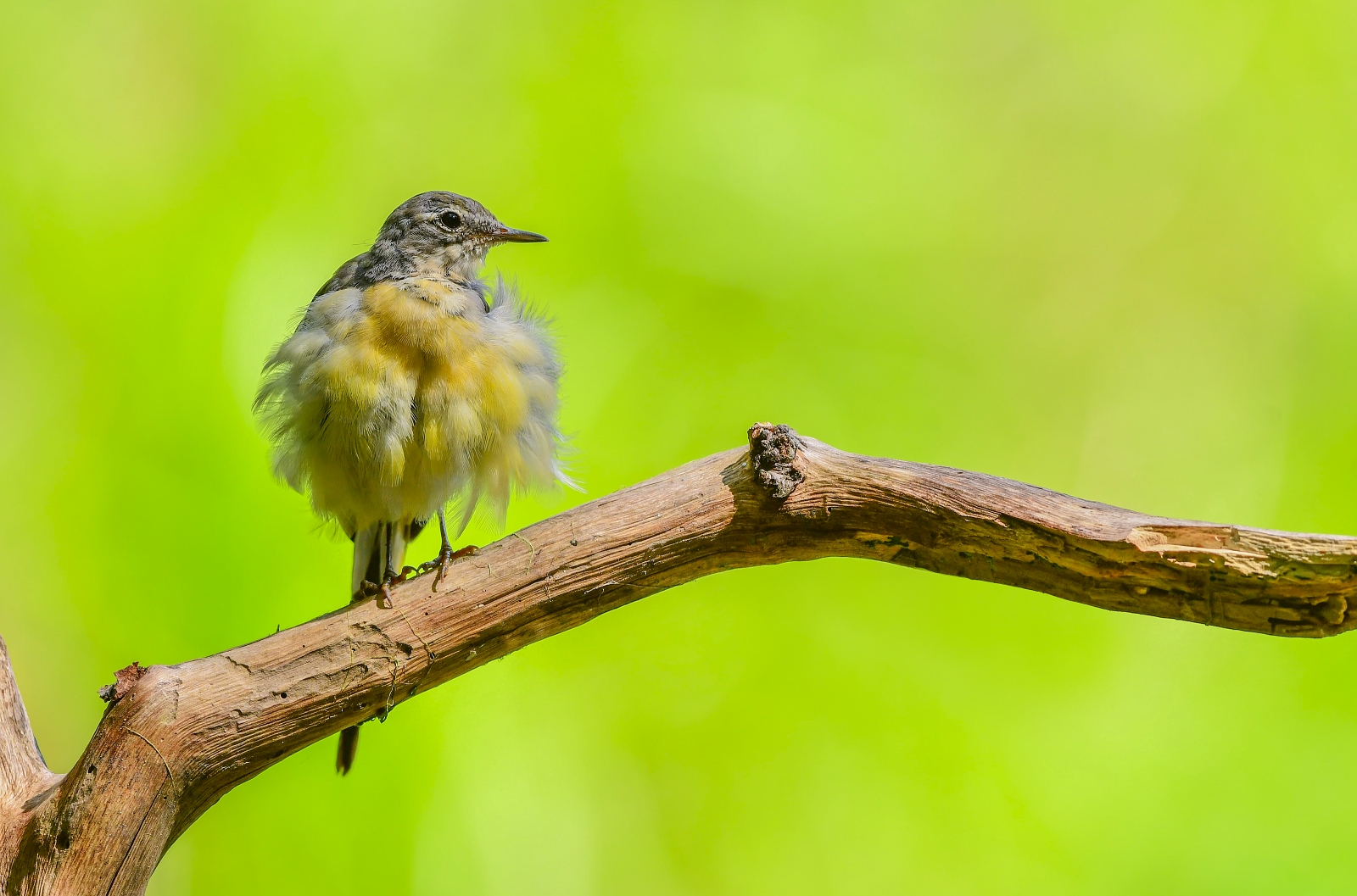young mountain wagtail...