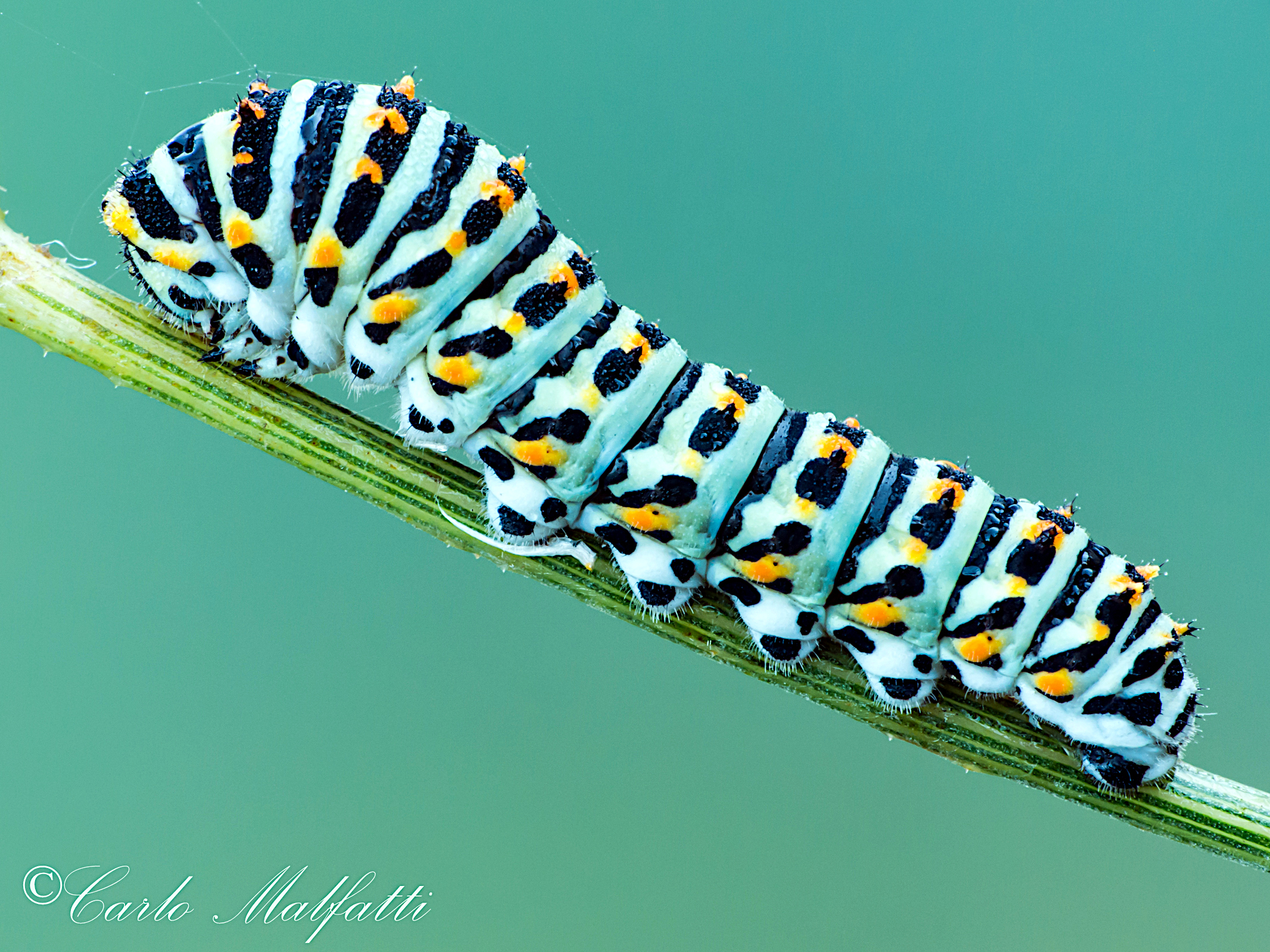 caterpillar macaone...