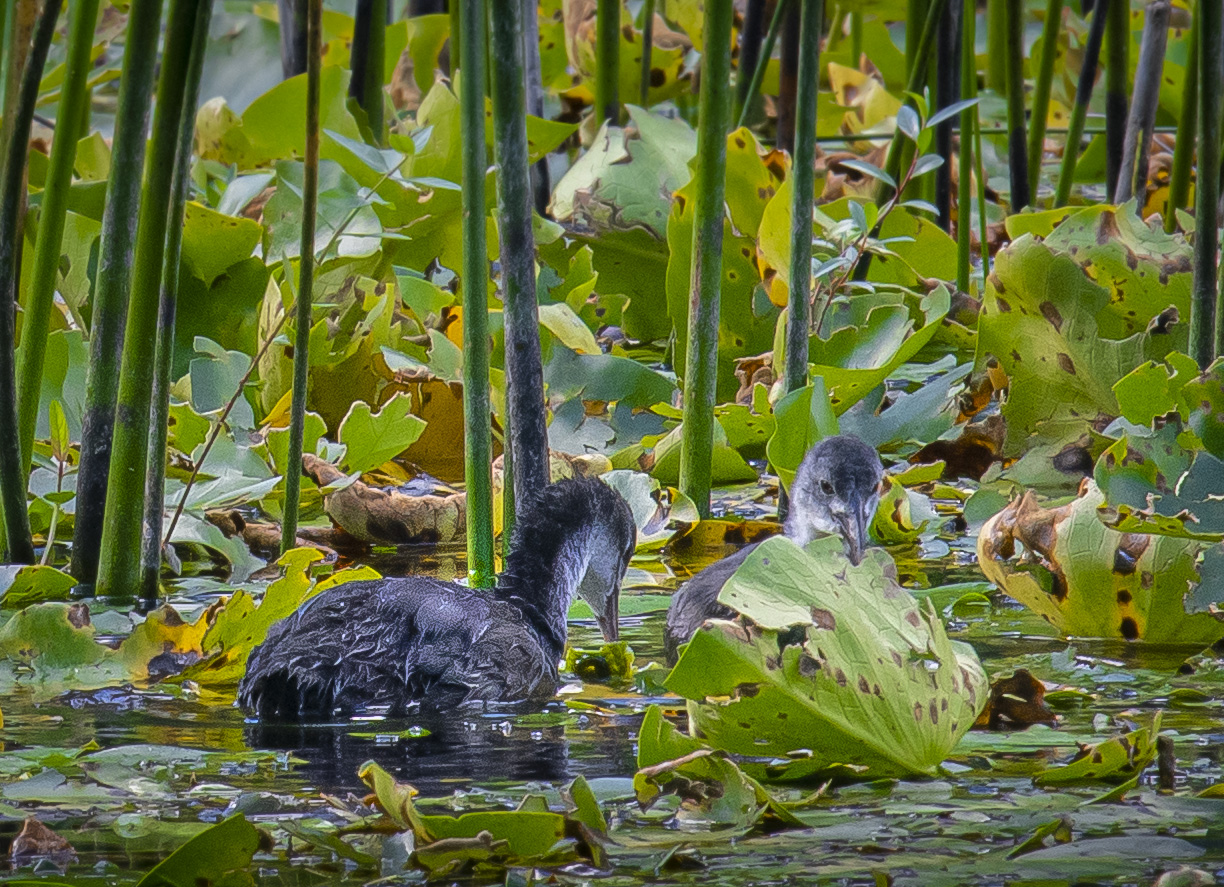 Young coots...