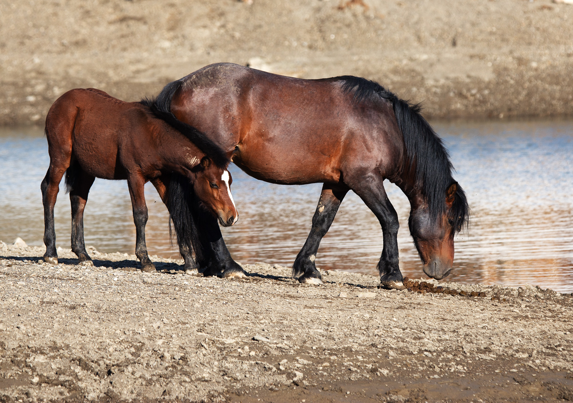 The Wild Horses of the Hadto - Other Isolated Groups...
