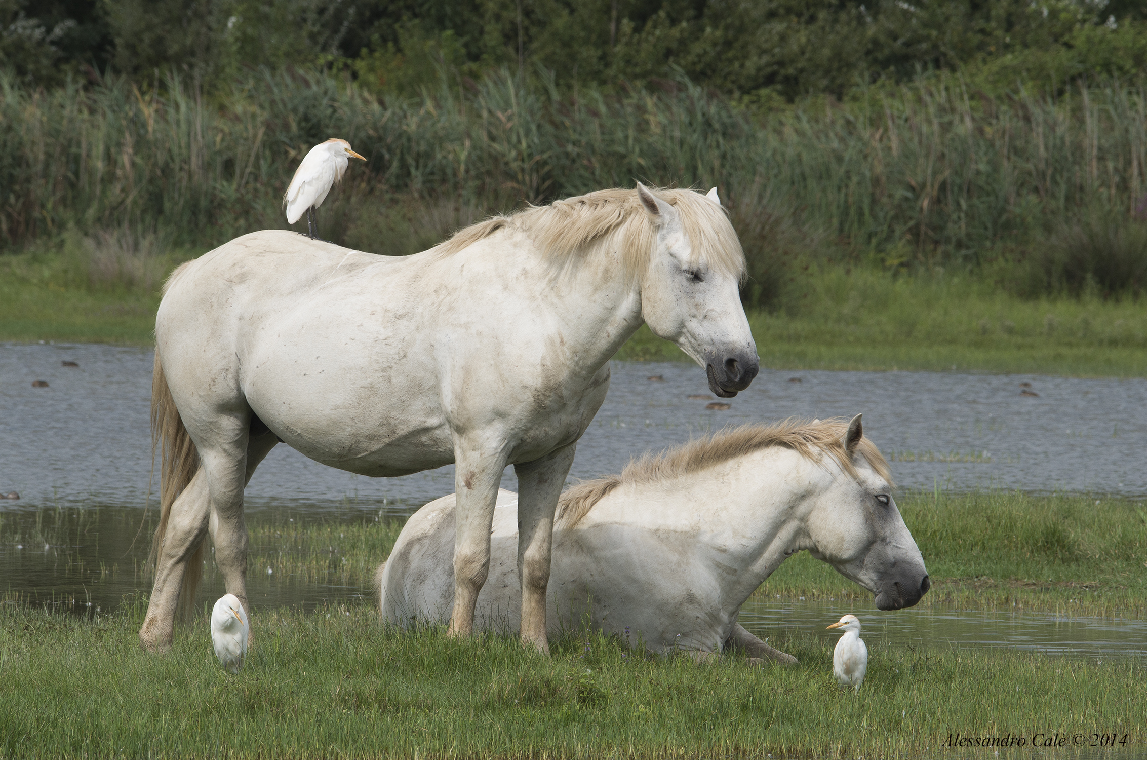 Camargue Horses 0611...