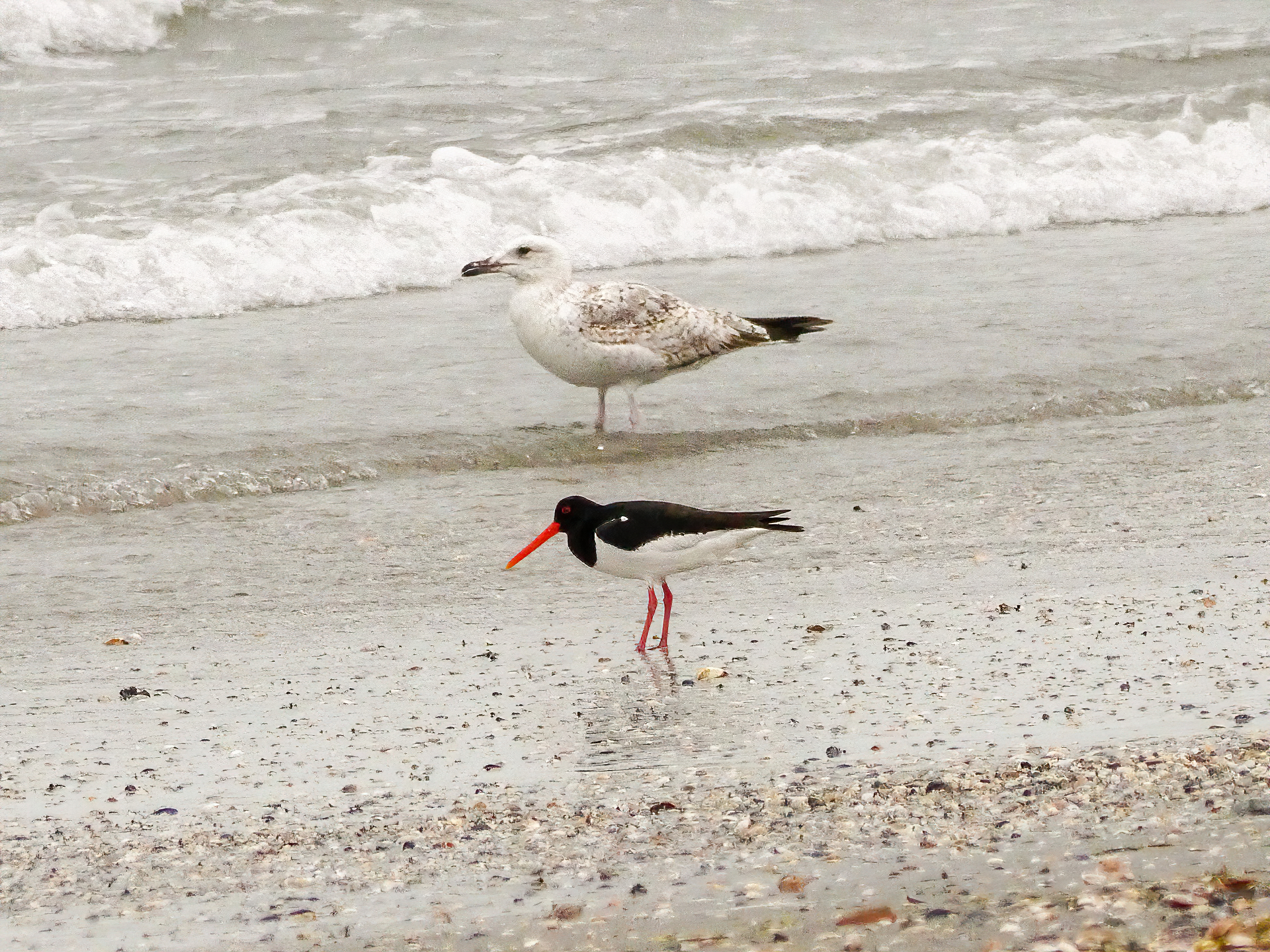Sea beak and young seagull...