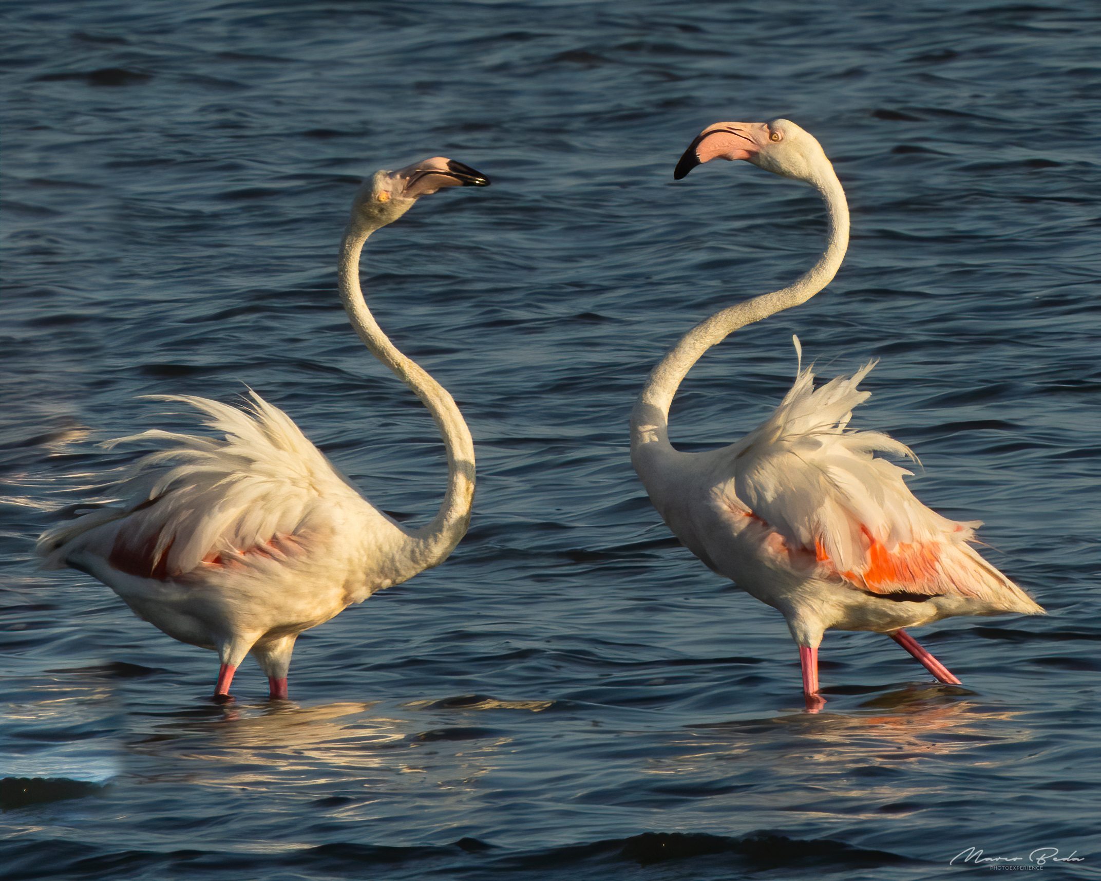 Flamingos challenge ...