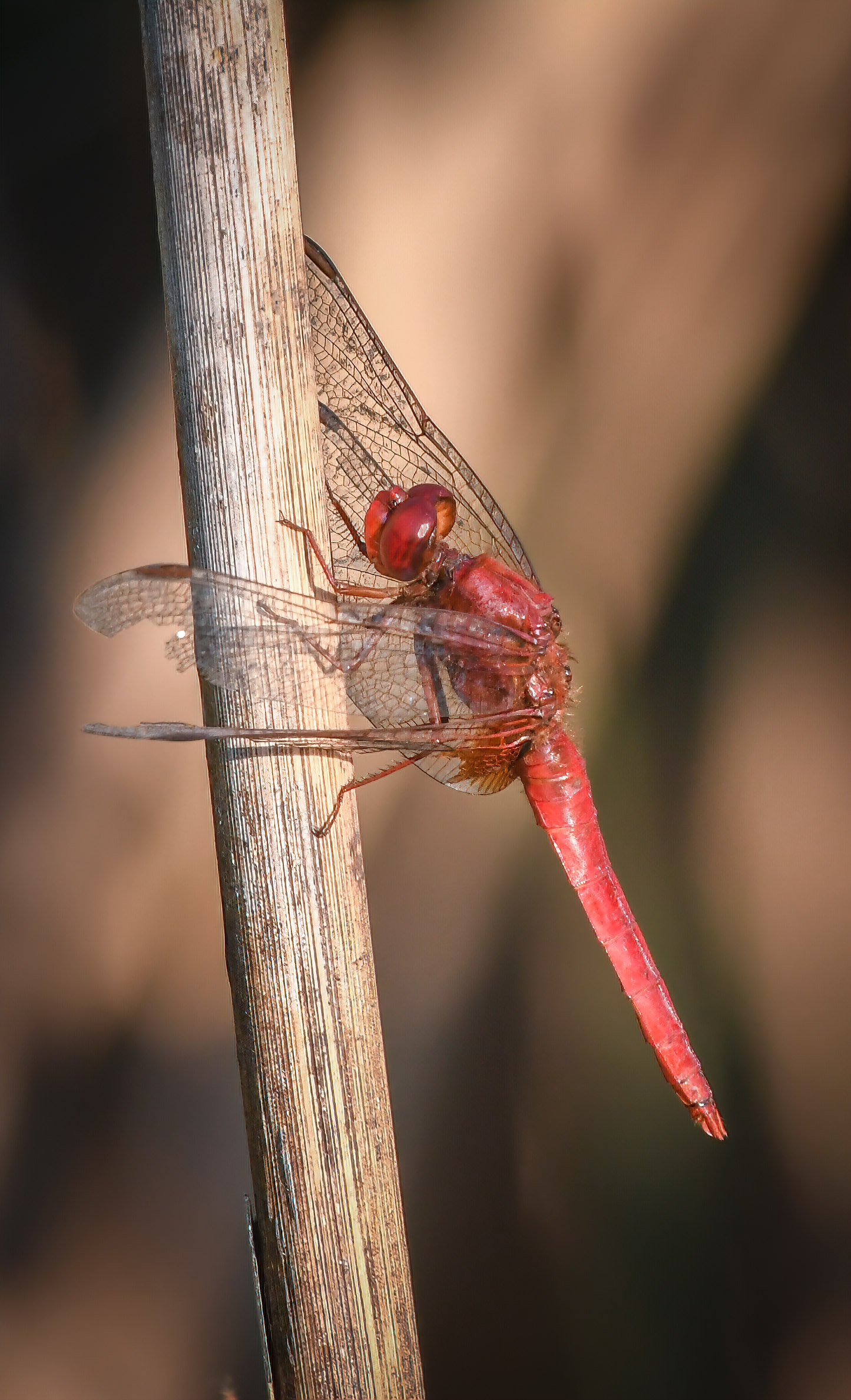 Dragoonfly...