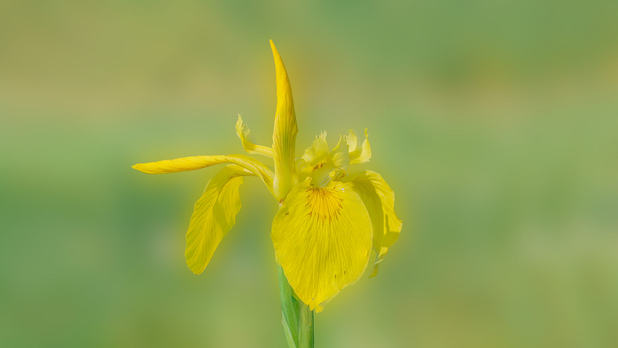 Yellow Iris...