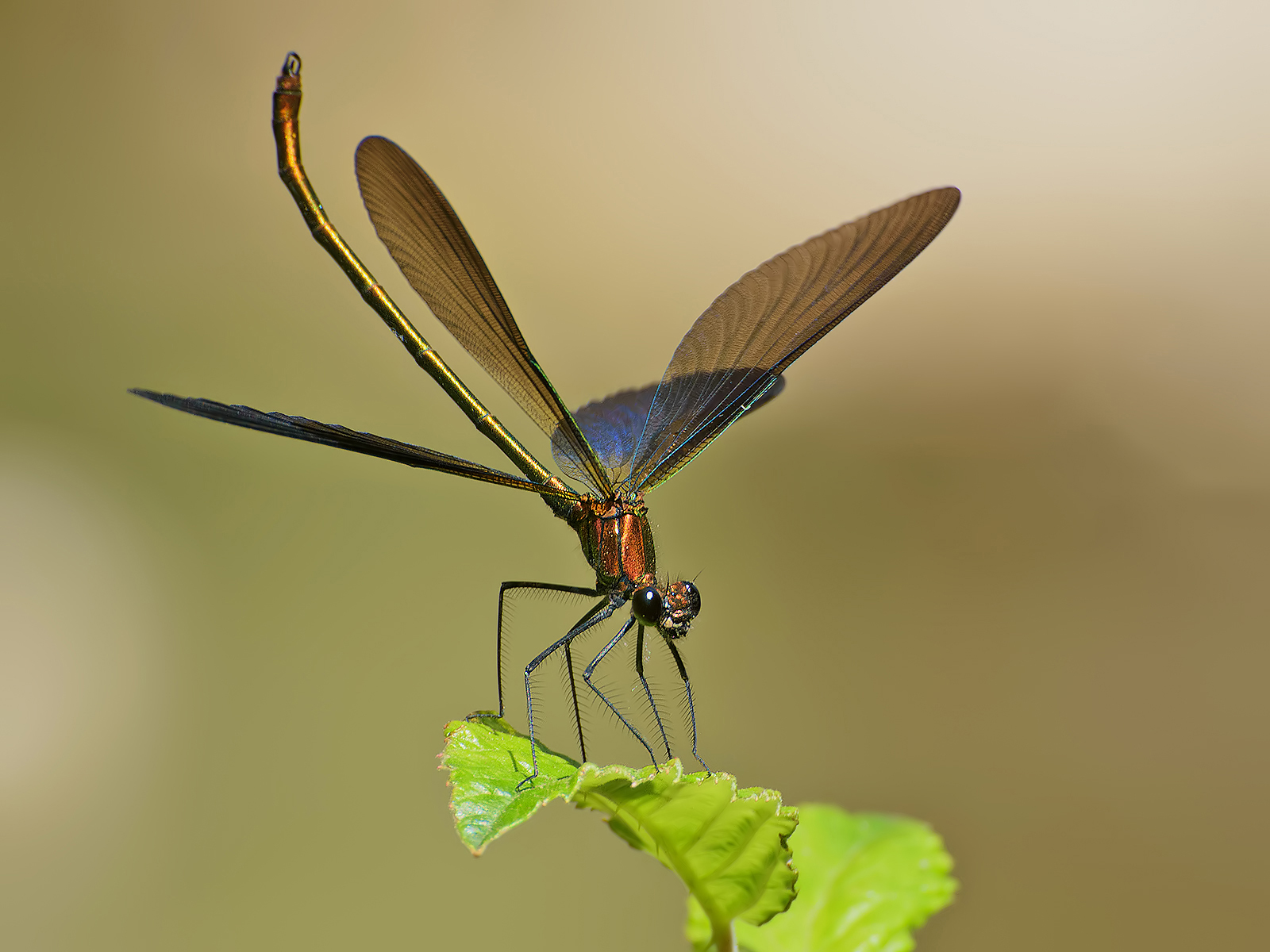 Odonata(Calopteryx Haemorrhoidalis maschio)...