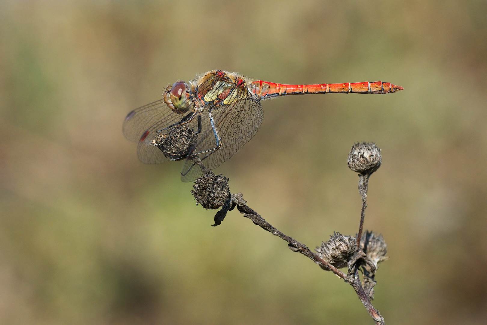 Dragonfly (Sympetrum striolatum male)...