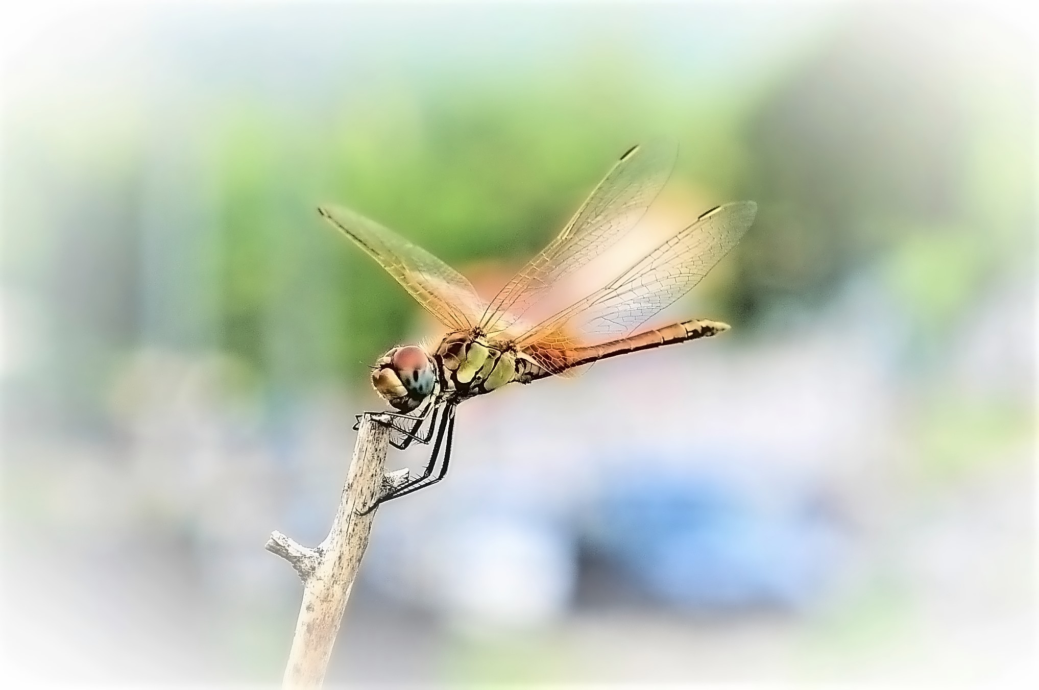 The dragonfly....