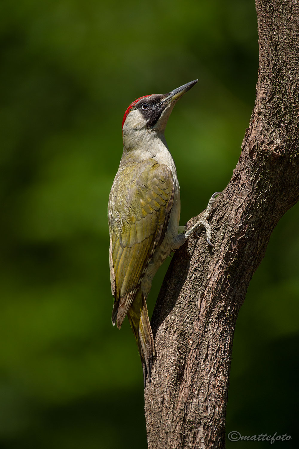 Female green woodpecker ( Picus viridis ) ...