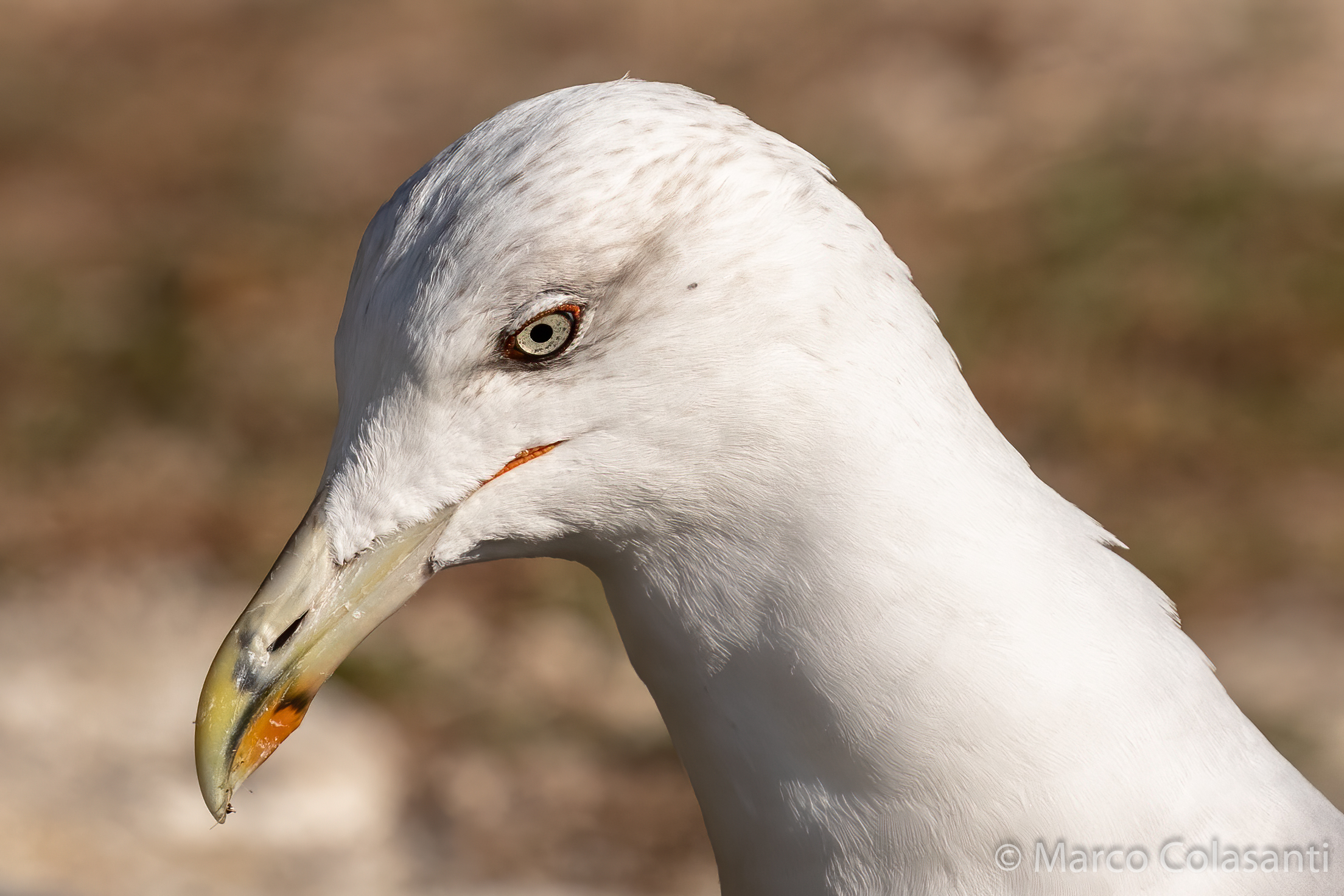 close-up of royal seagull...